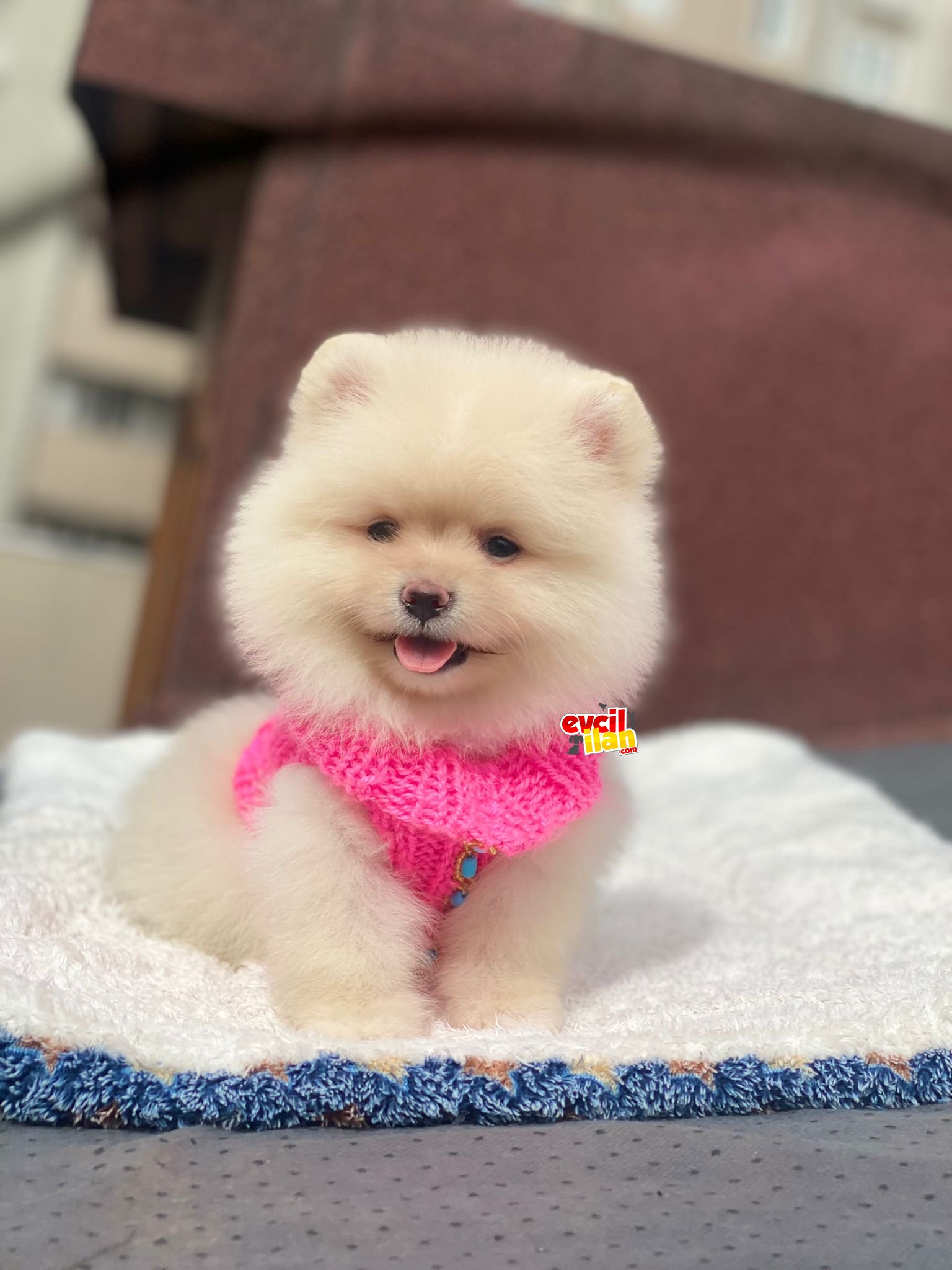 Dişi Orjinal Pomeranian Boo Yavrumuz 