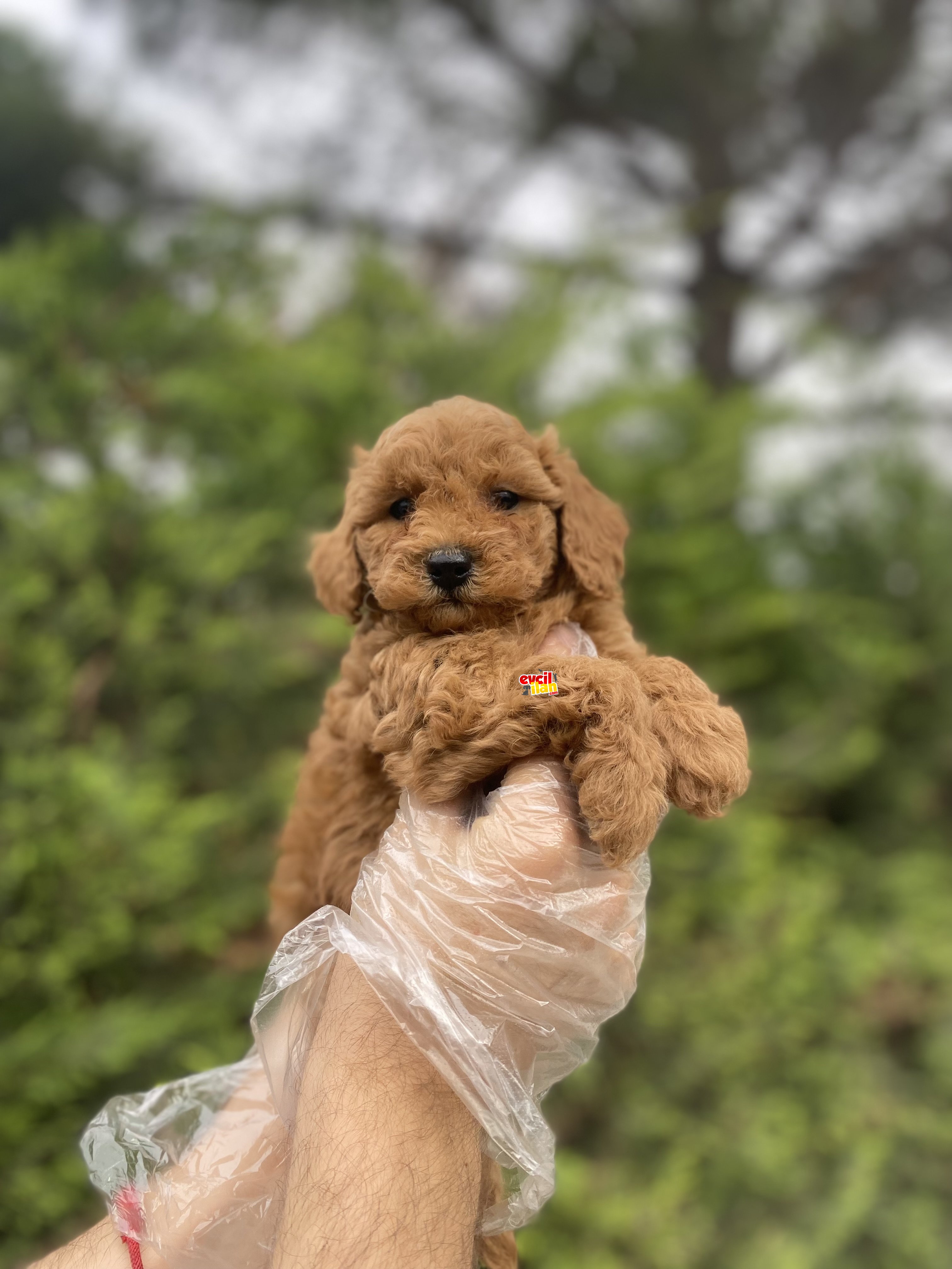 DİŞİ ORJİNAL RED POODLE YAVRUMUZ