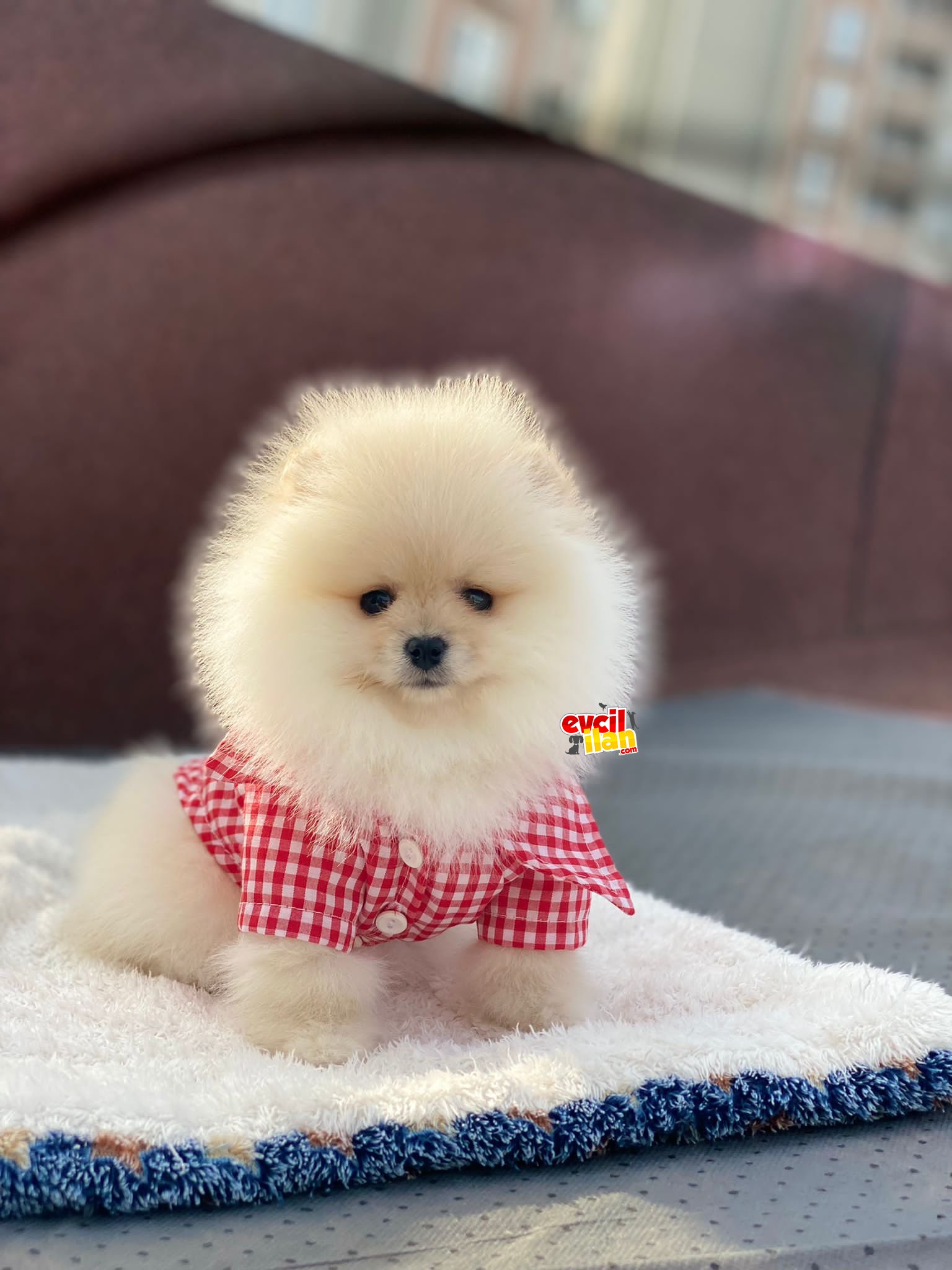 Dişi Pomeranian Boo Yavrumuz 