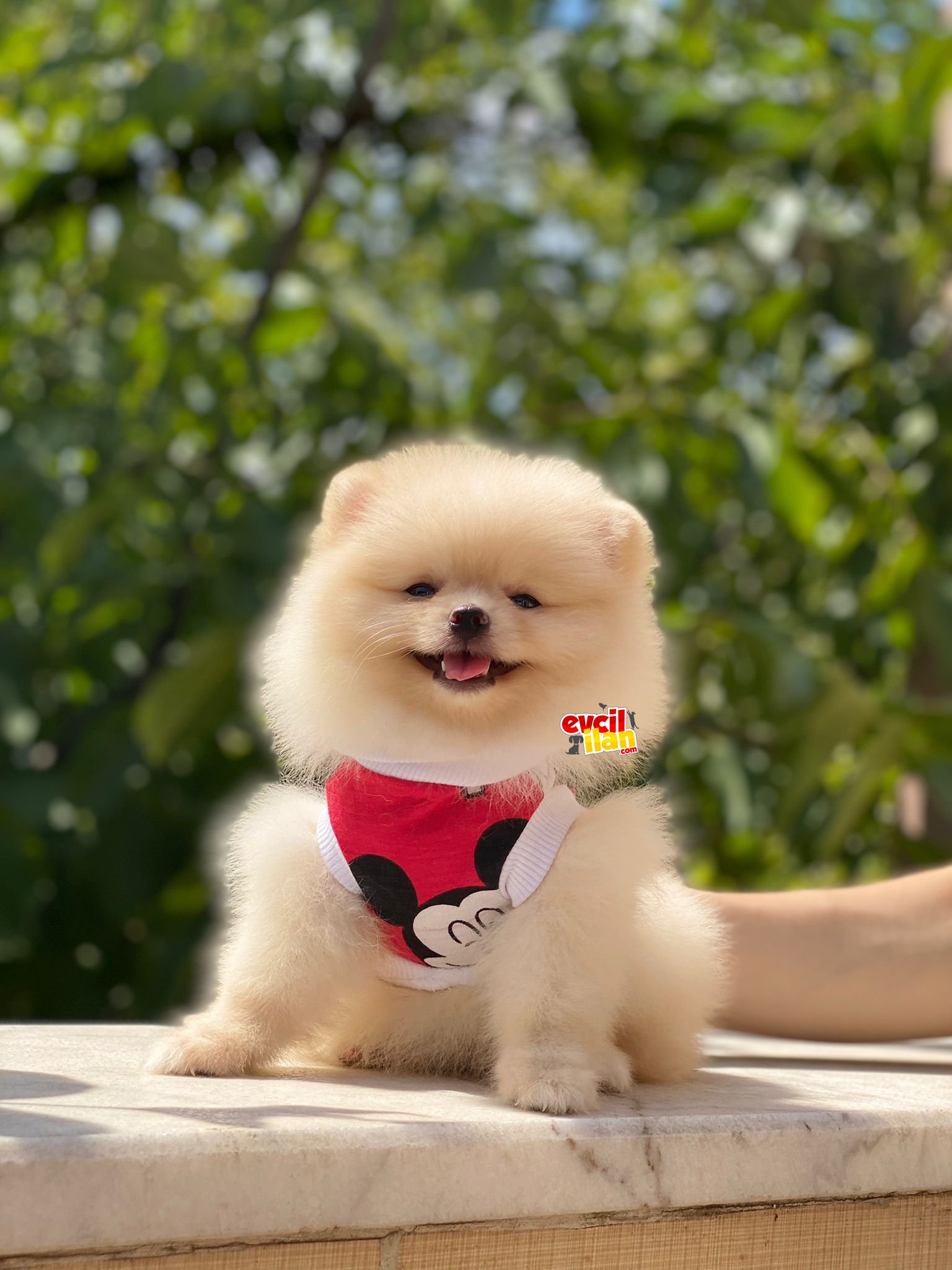 Dişi Pomeranian Boo Yavrumuz 