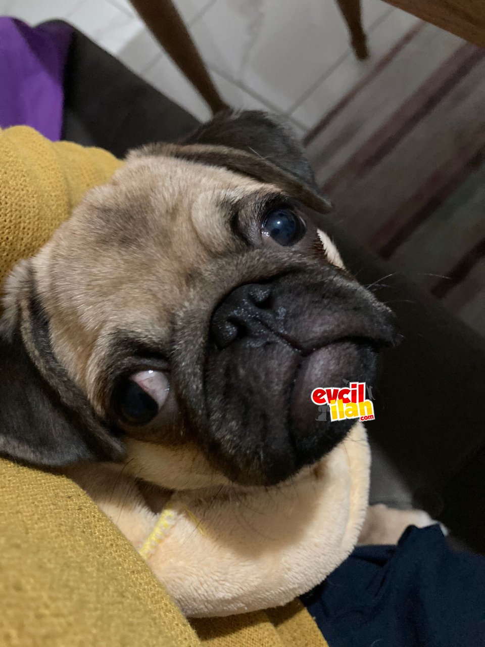 DİŞİ PUG