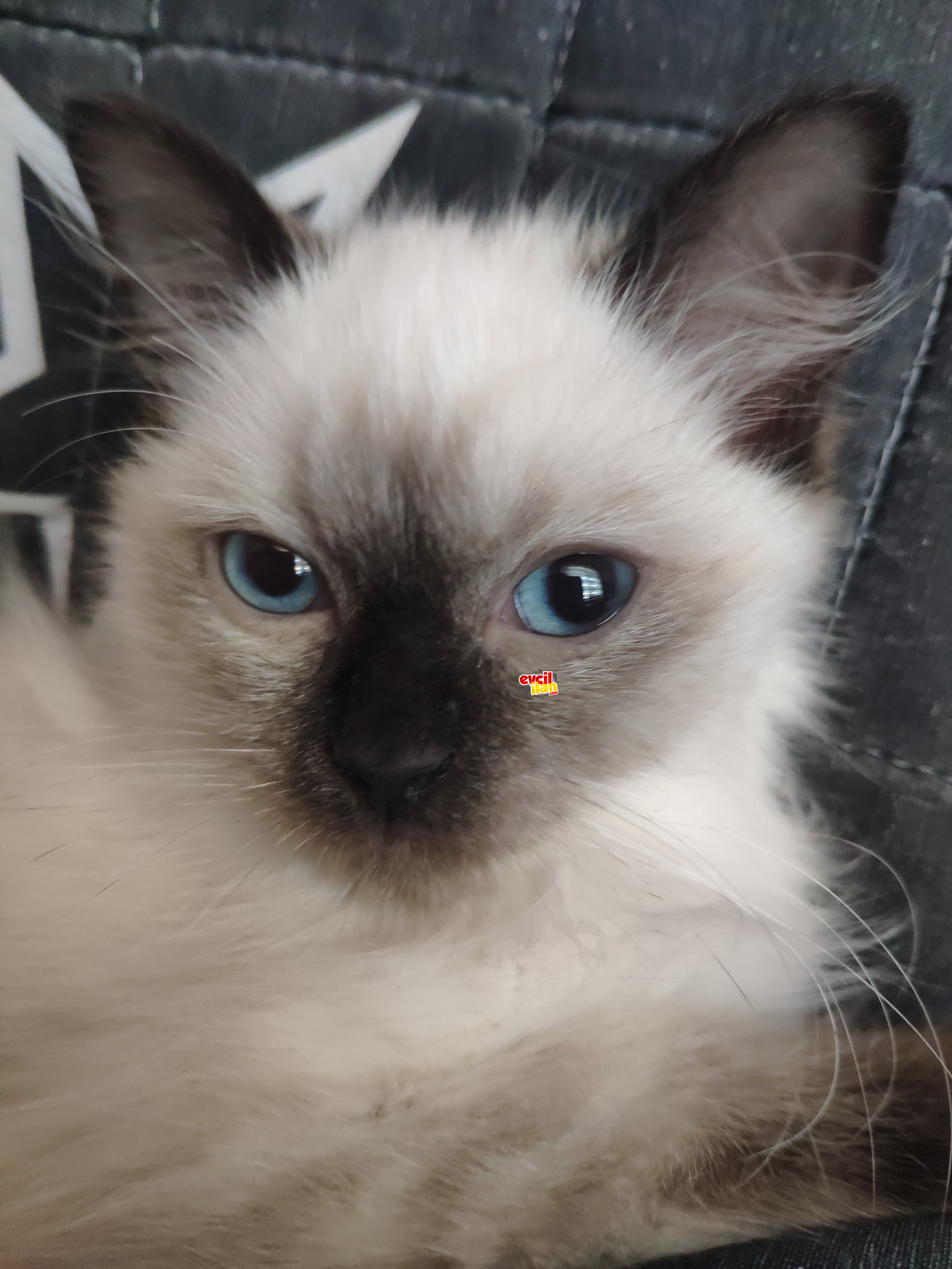 Dişi Ragdoll