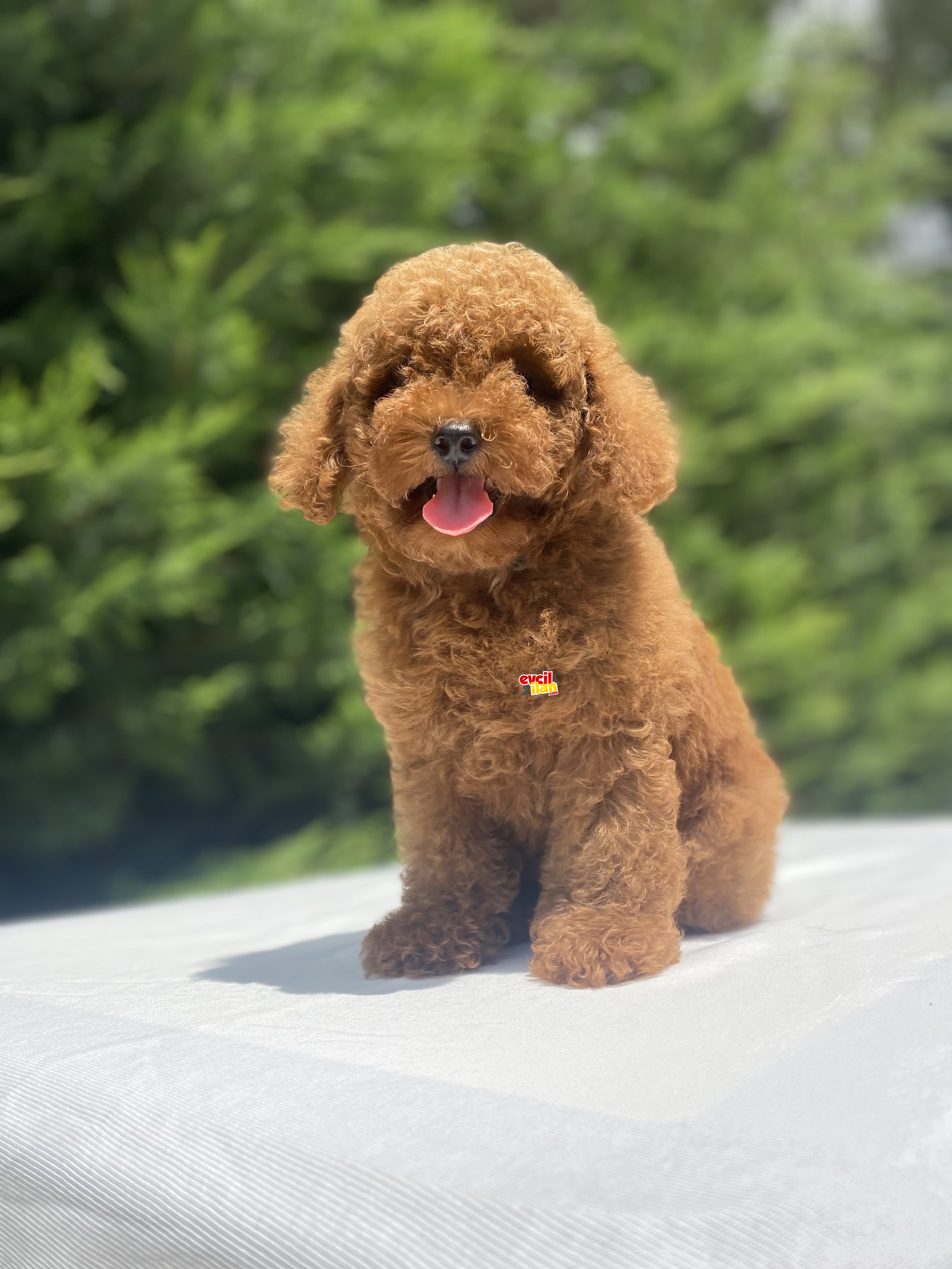 DİŞİ RED BROWN TOY POODLE YAVRUMUZ