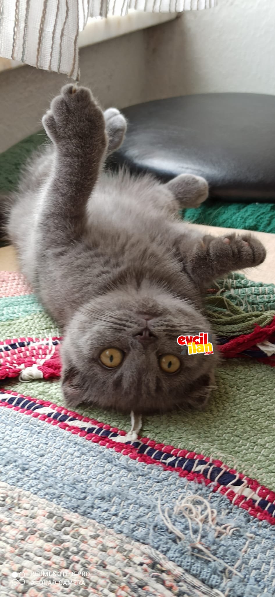 Dişi scottish fold