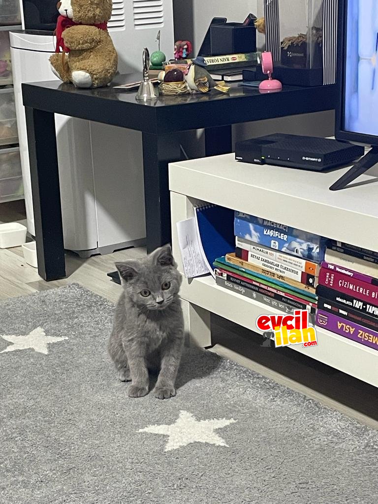 Dişi scottish fold 