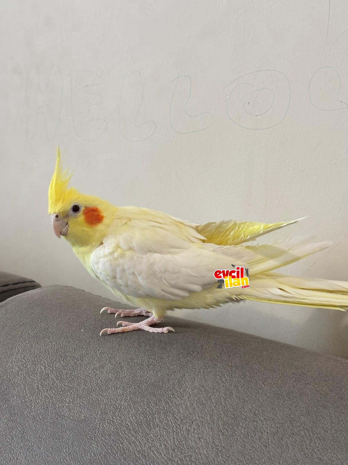 Dişi Sultan 2 yaşında 