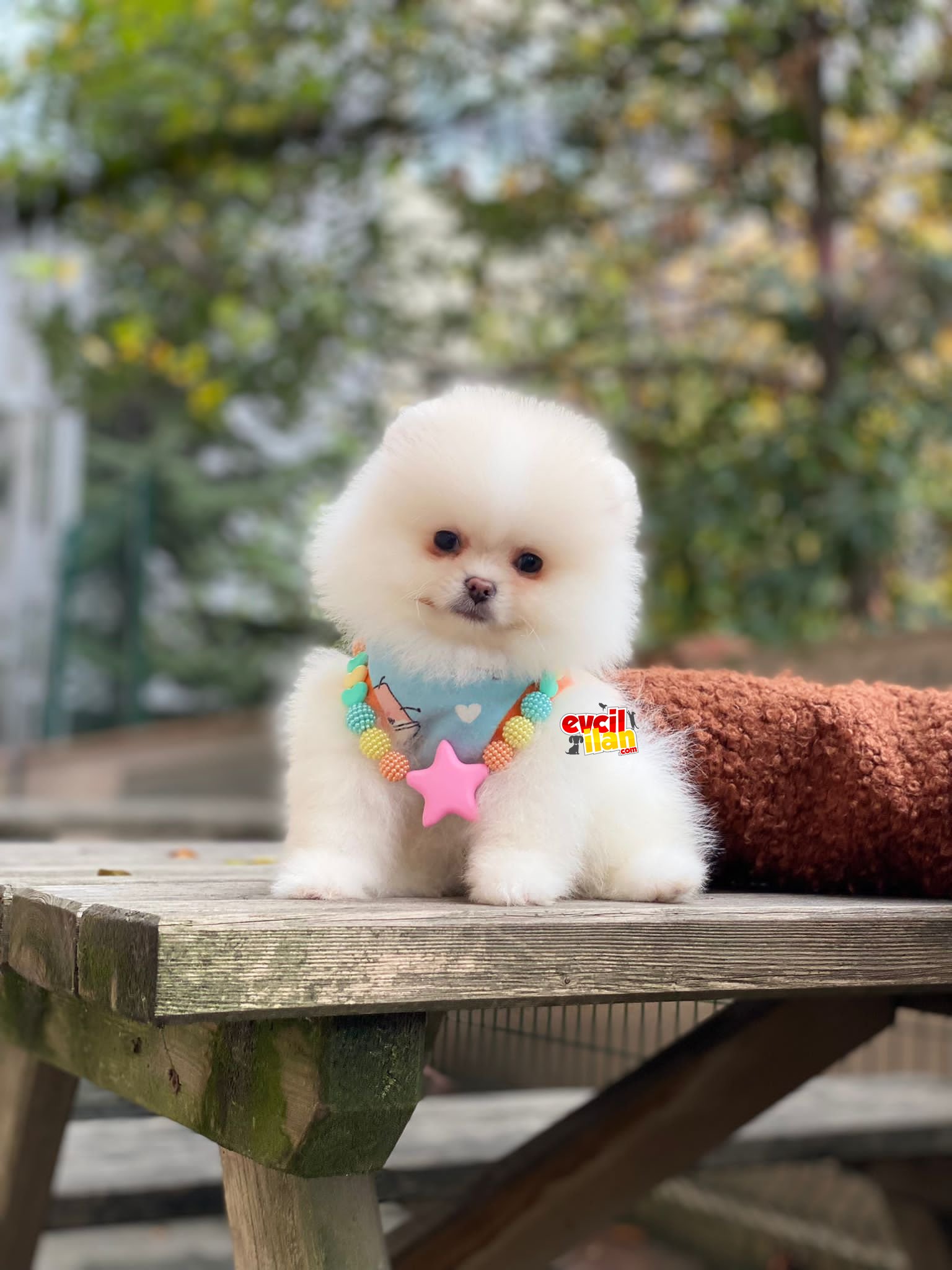 Dişi Teacup Pomeranian Boo Miniğimiz 