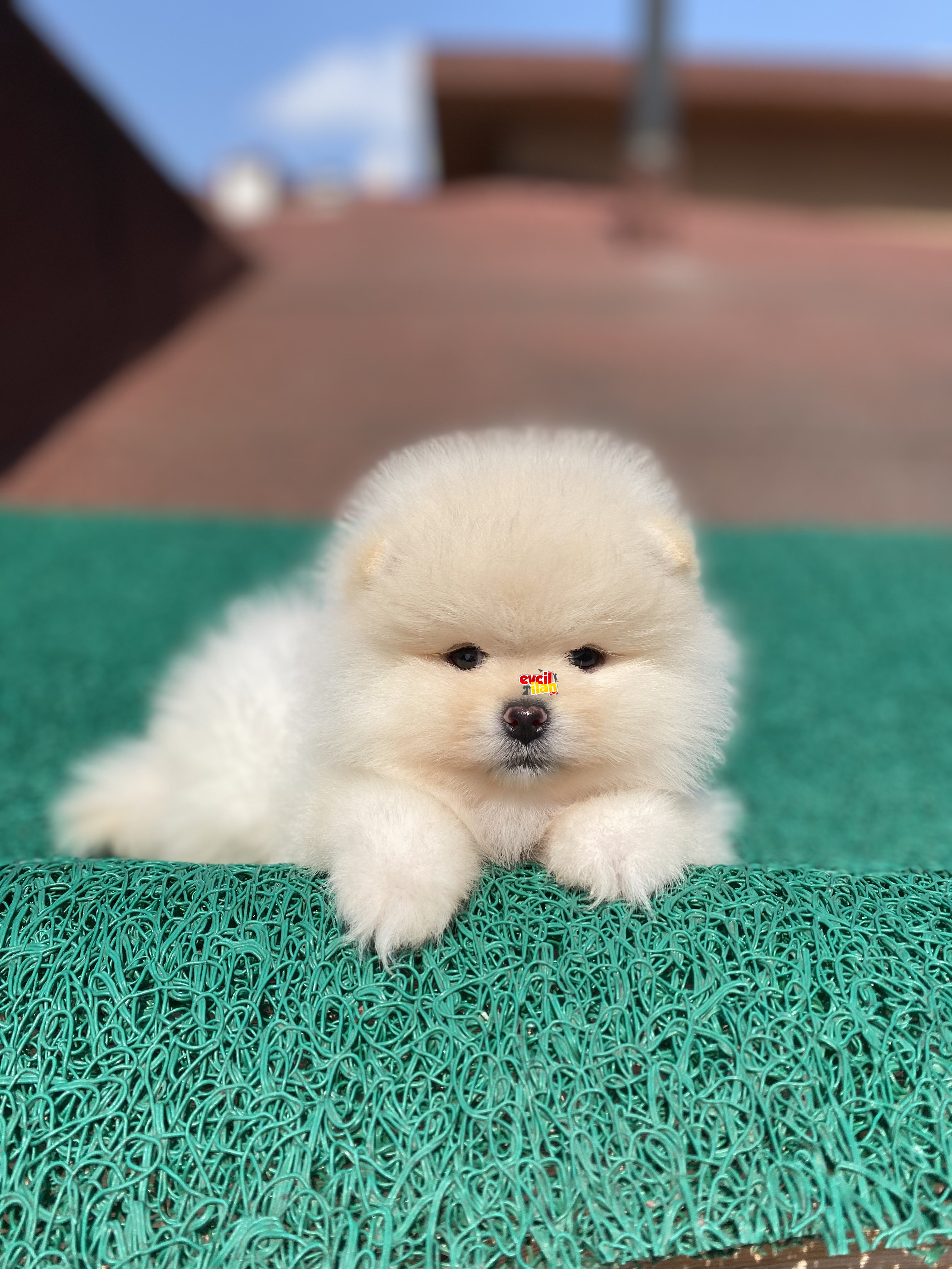 Dişi Teddy Bear Pomeranian Boo Yavrumuz