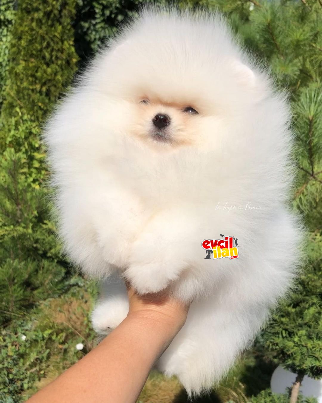 Dişi Teddy Bear pomeranian Boo Yavrumuz 