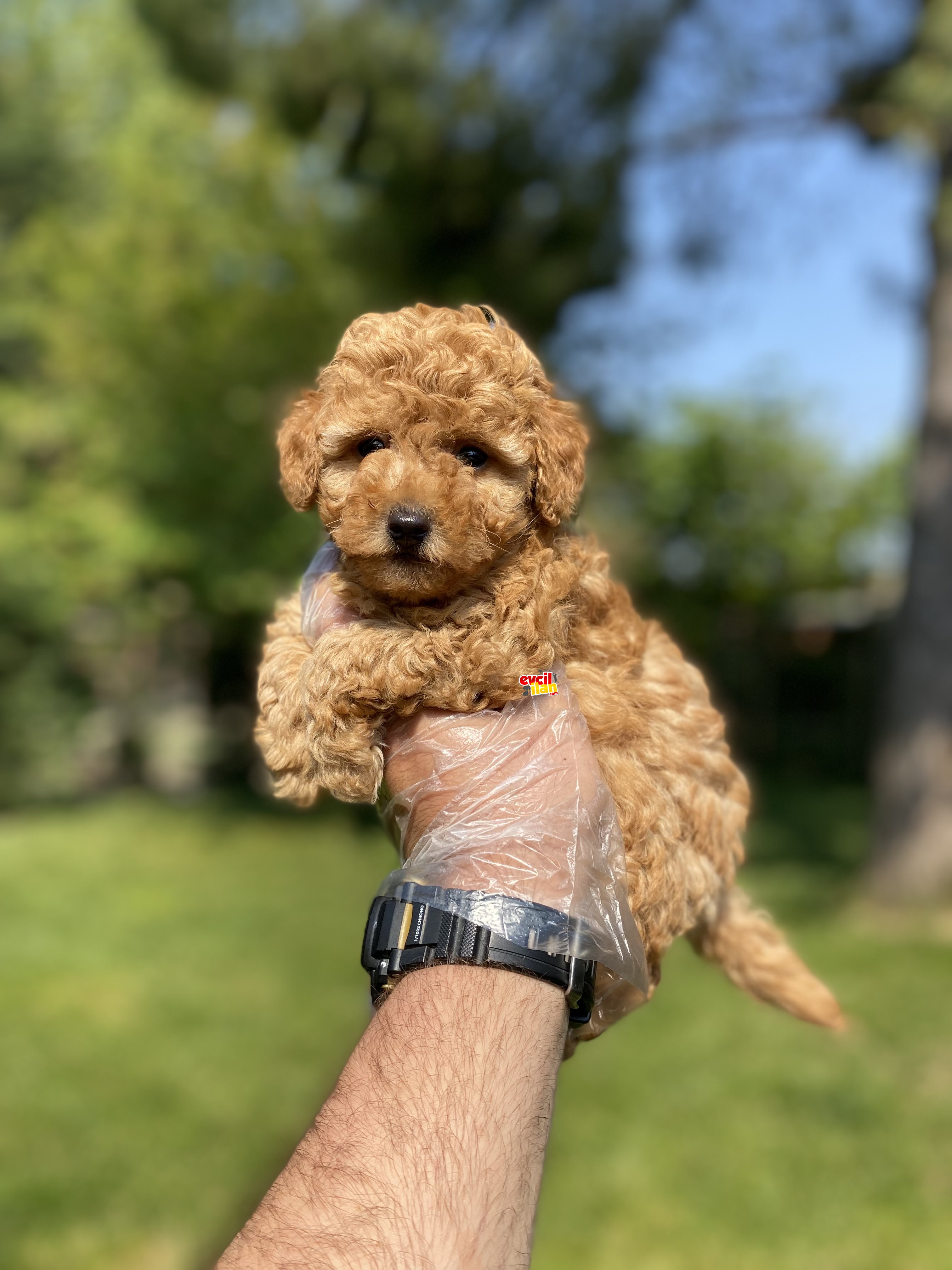 DİŞİ TOY POODLE YAVRUMUZ MINI BOY