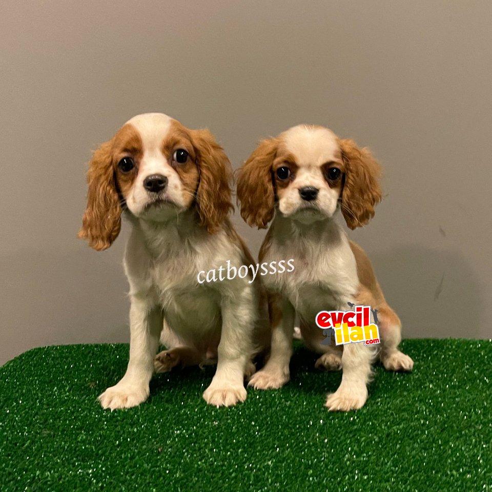 Dişi ve erkek king charles cavalier yavrularımız