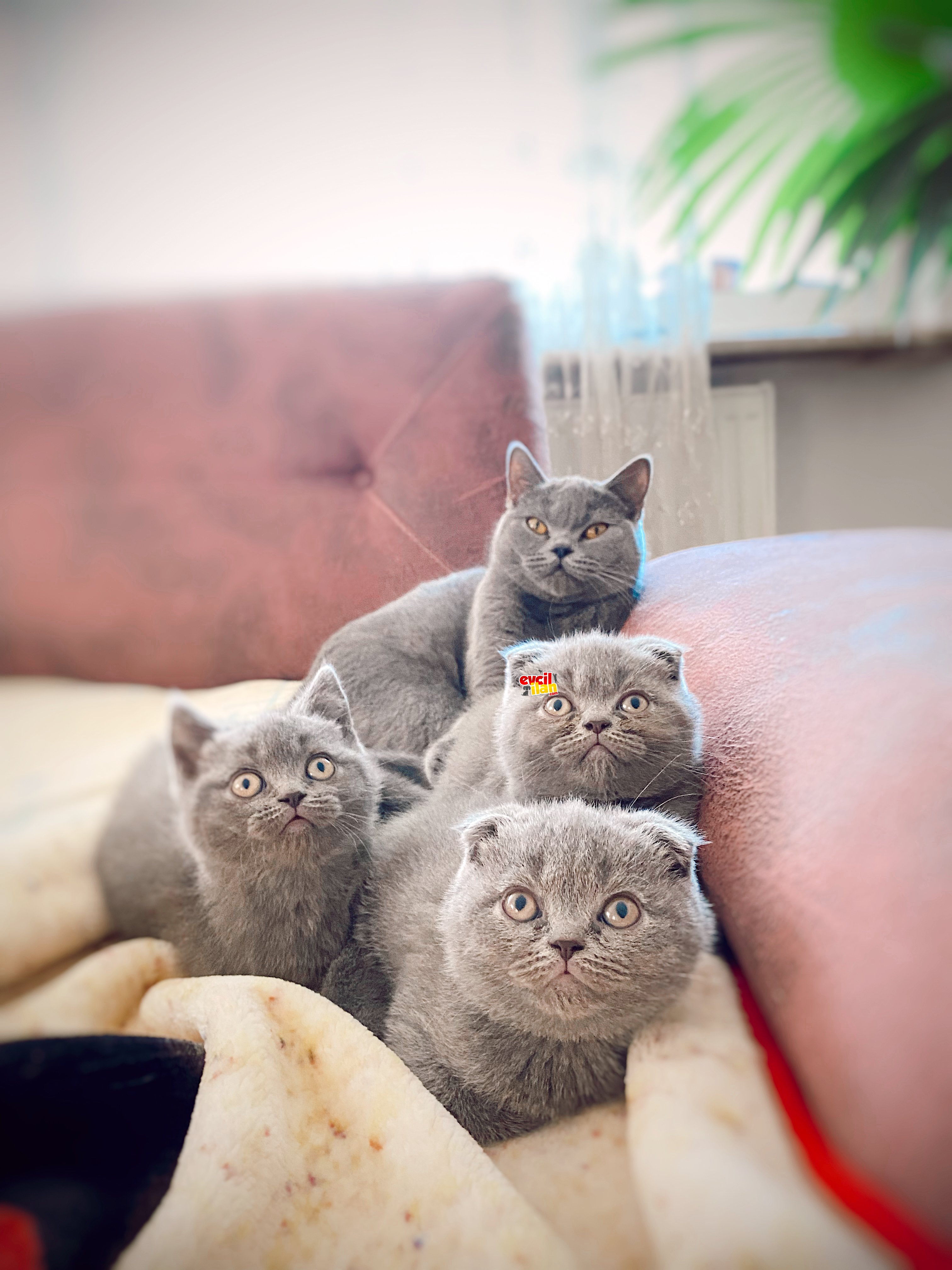 Dişi ve erkek Scottish fold yavrularımız yuvasını arıyor 