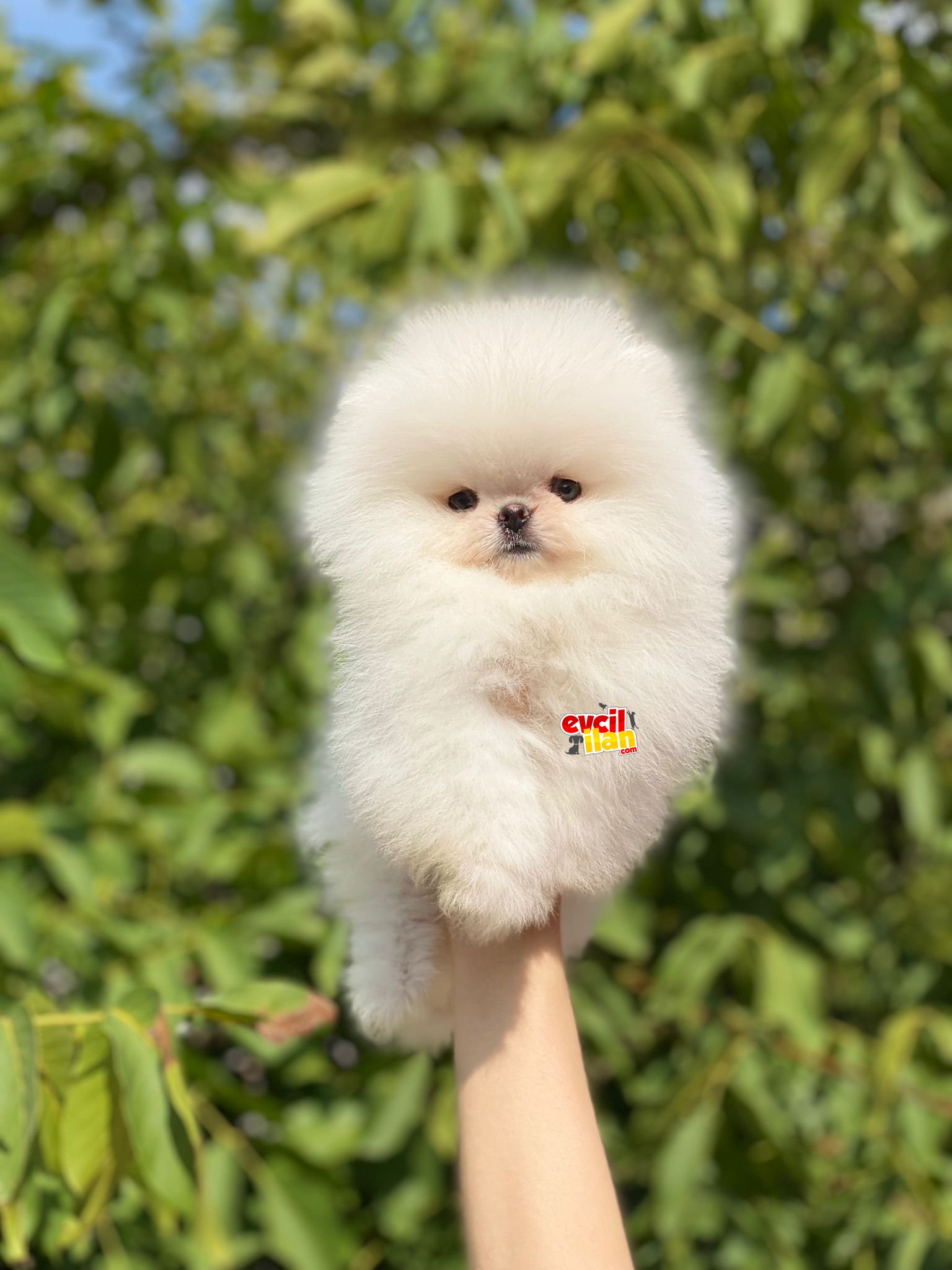 Dişi ve Erkek Teddy Face Pomeranian Boo Bebekler