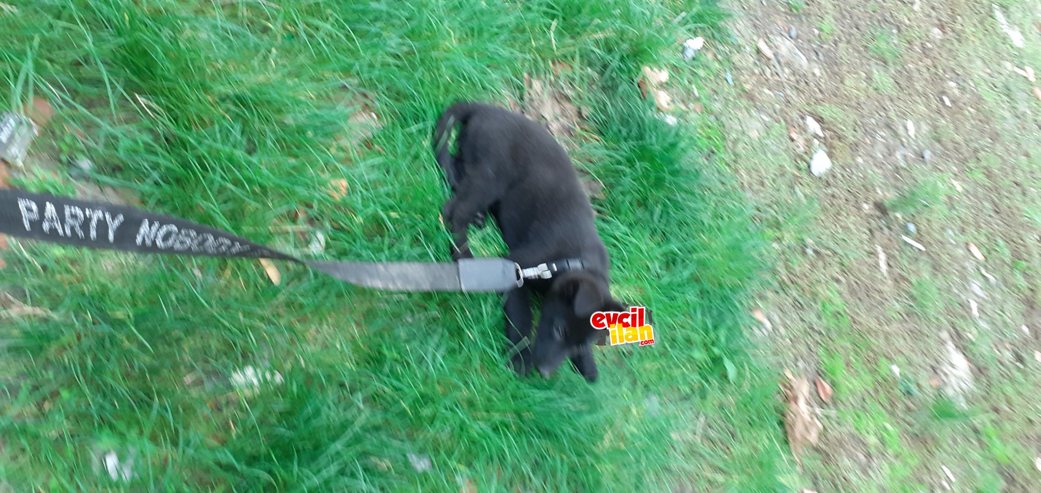 Disi yavru alman kurdu 2 aylık