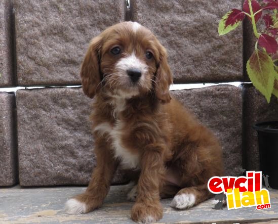 DİZAYN IRK RED CAVAPOO BEBEKLER