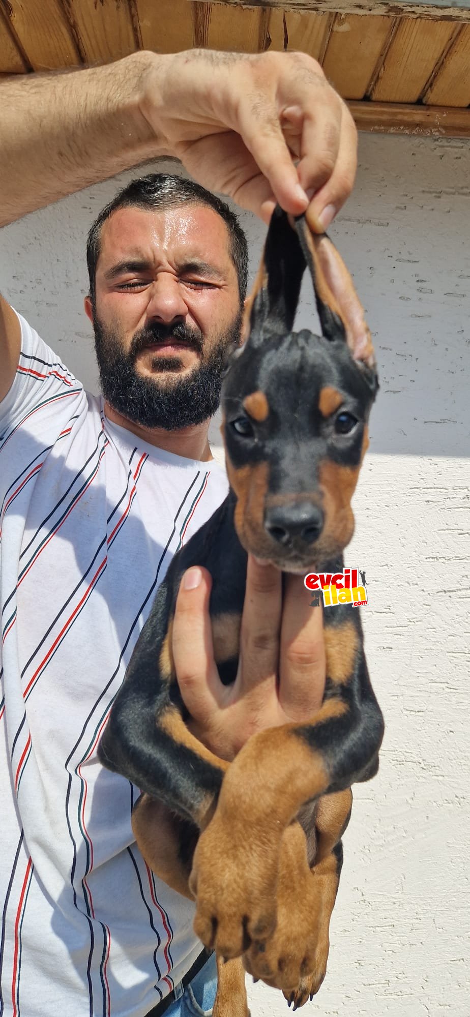 DOBERMAN YAVRULAR 