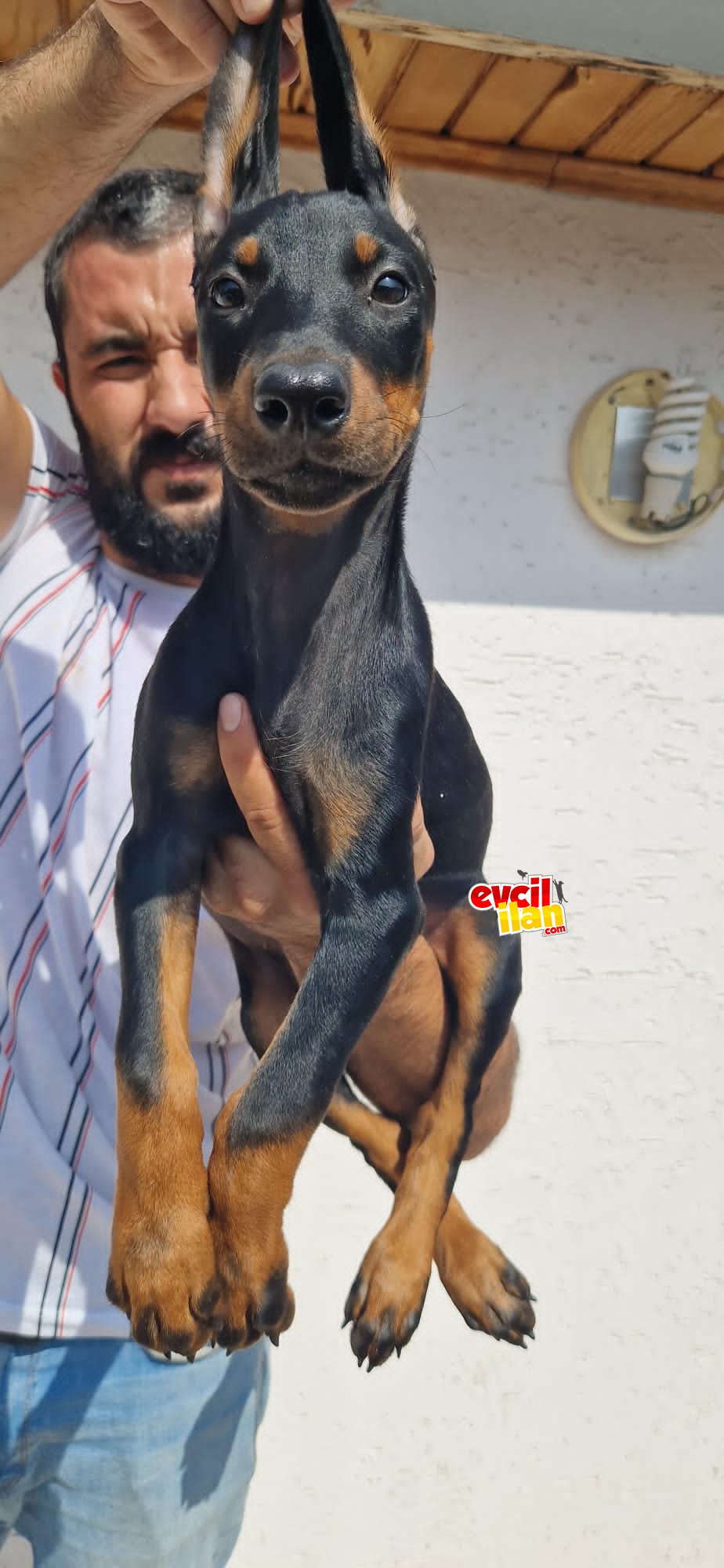 Doberman yavrular 