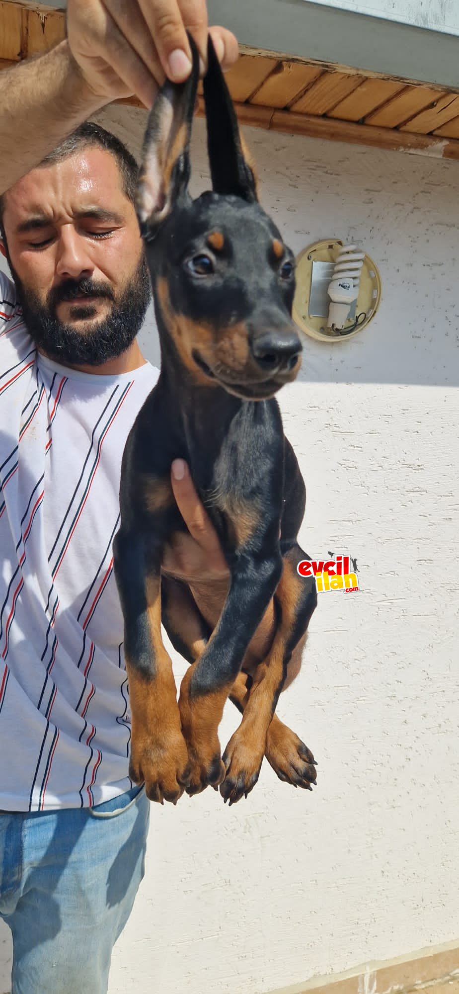 Doberman yavrular 