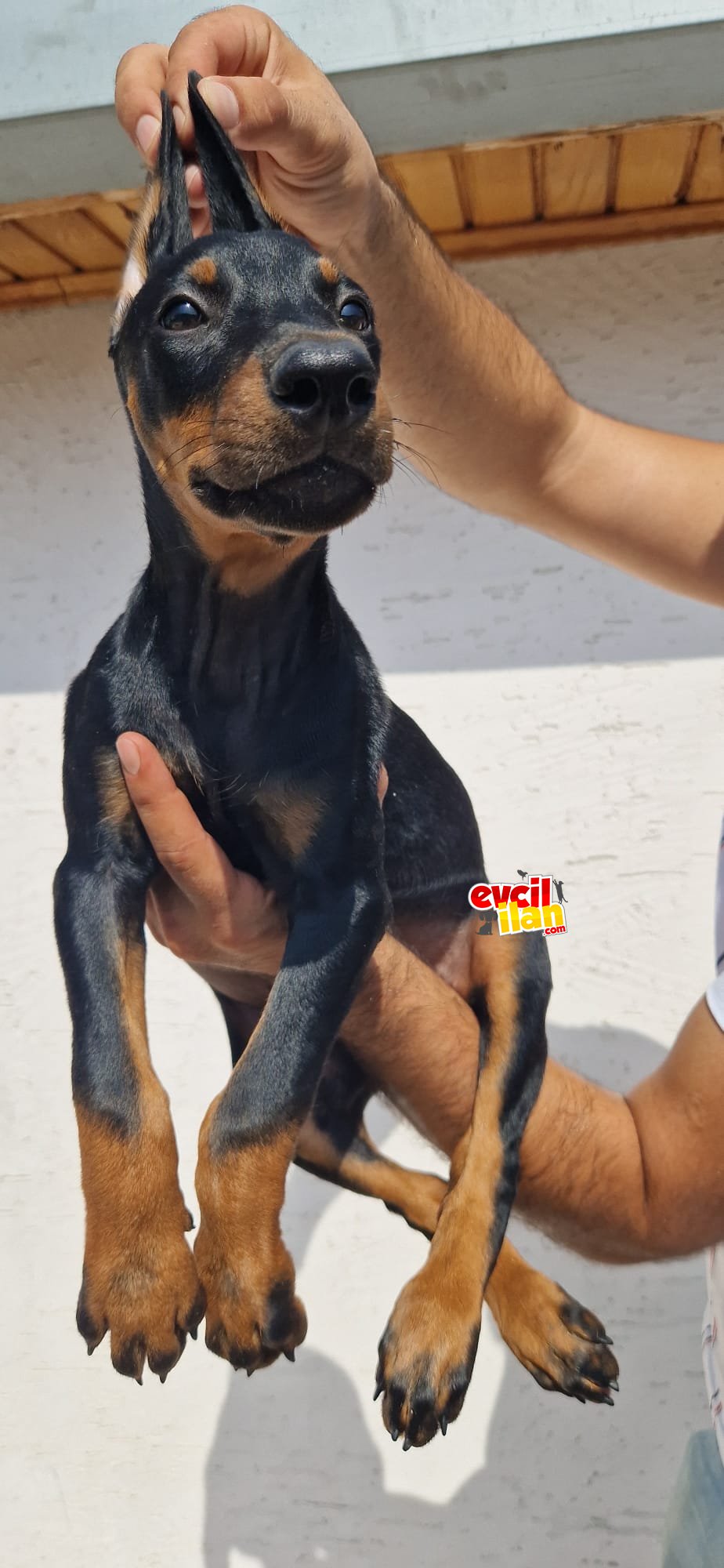 DOBERMAN YAVRULAR 