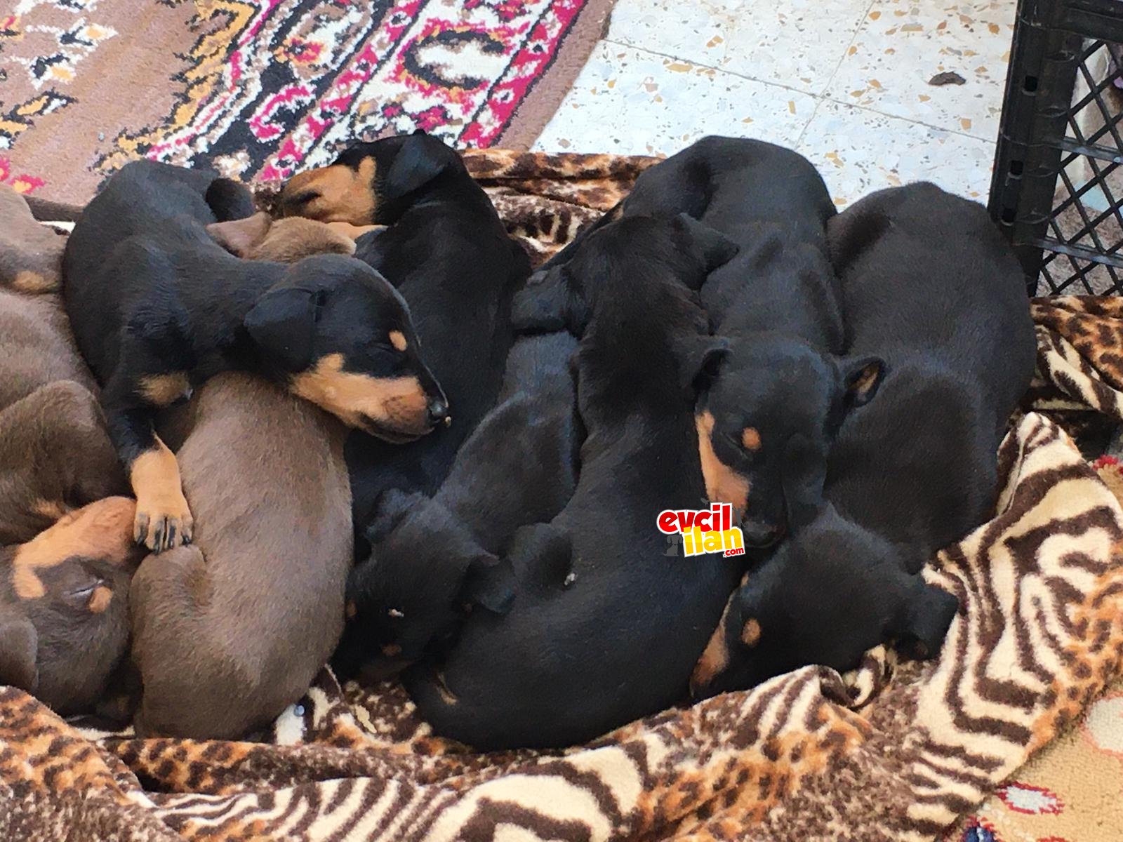 doberman yavruları