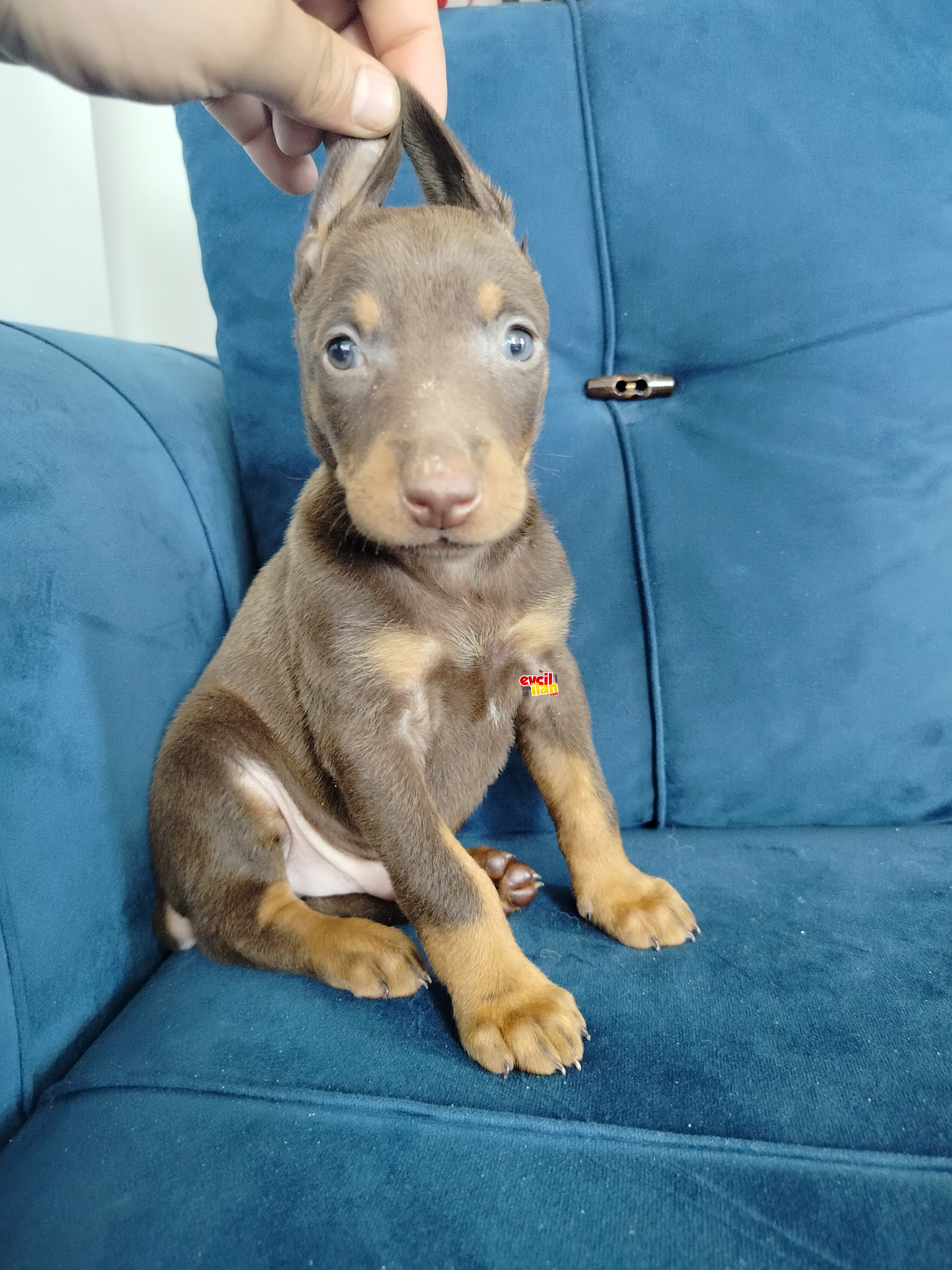 Doberman yavruları 