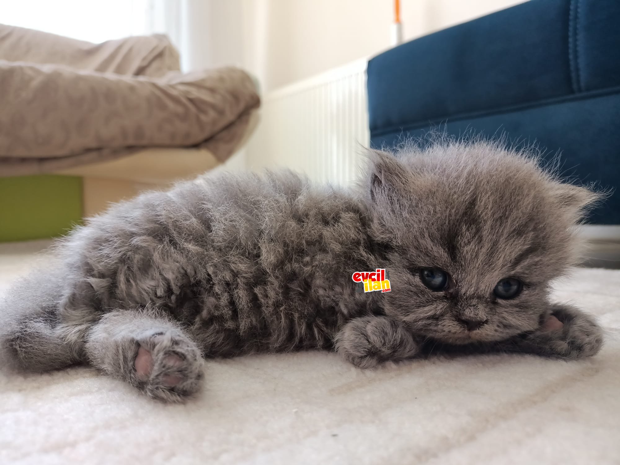 doktordan yavru british longhair
