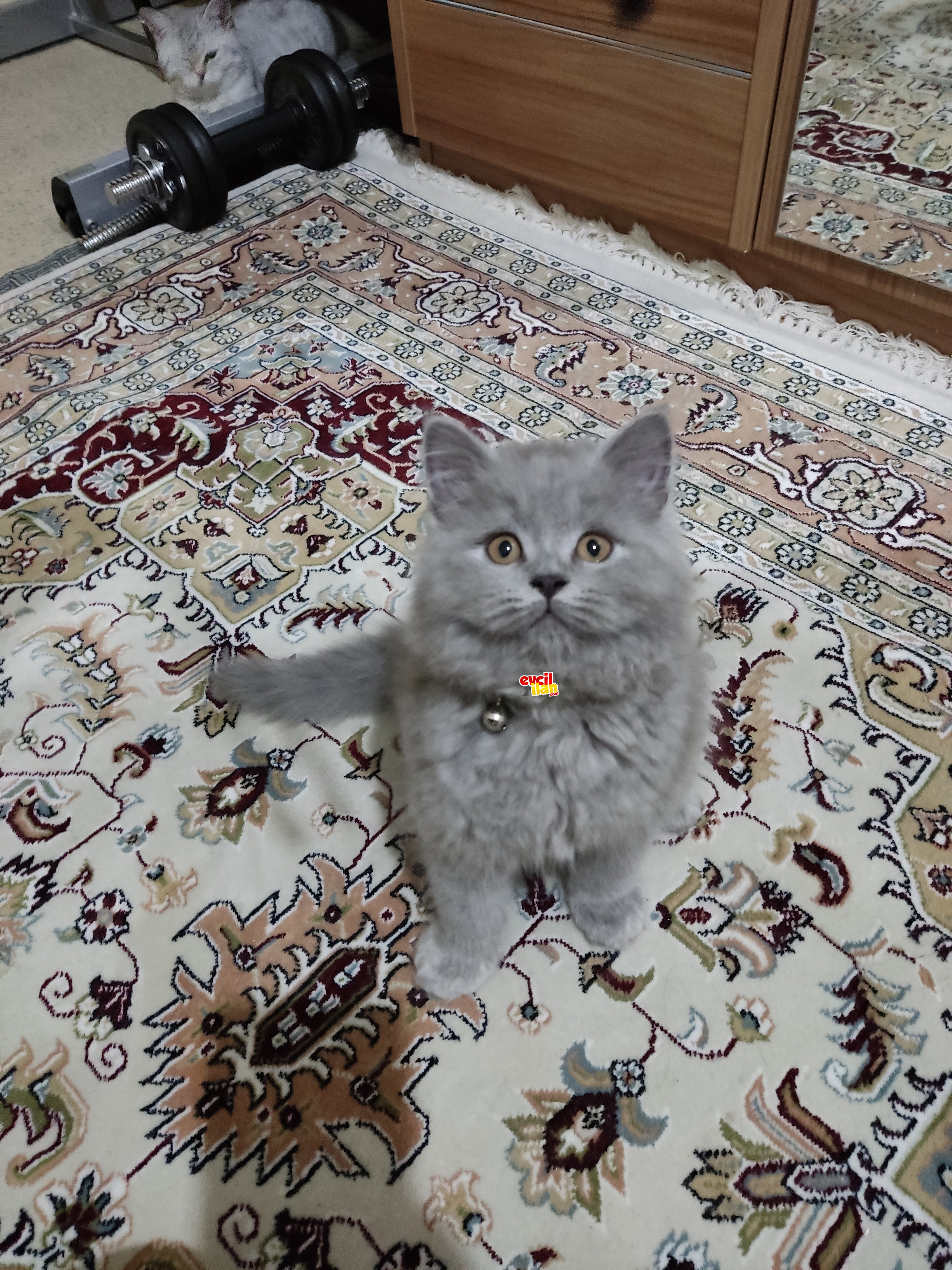 Duman 2.5 aylık erkek güzeli
