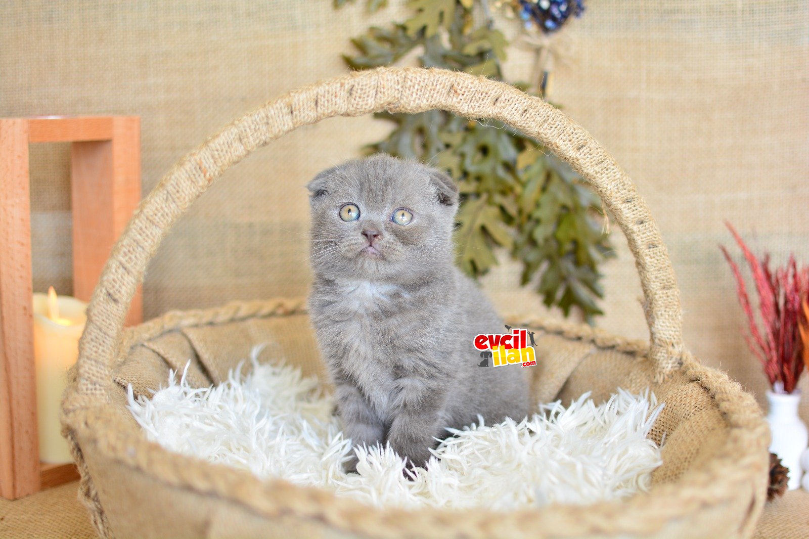 DUMAN GRİSİ SCOTTISH FOLD