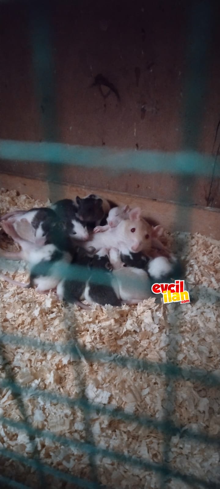 dumbo rat bebekler 