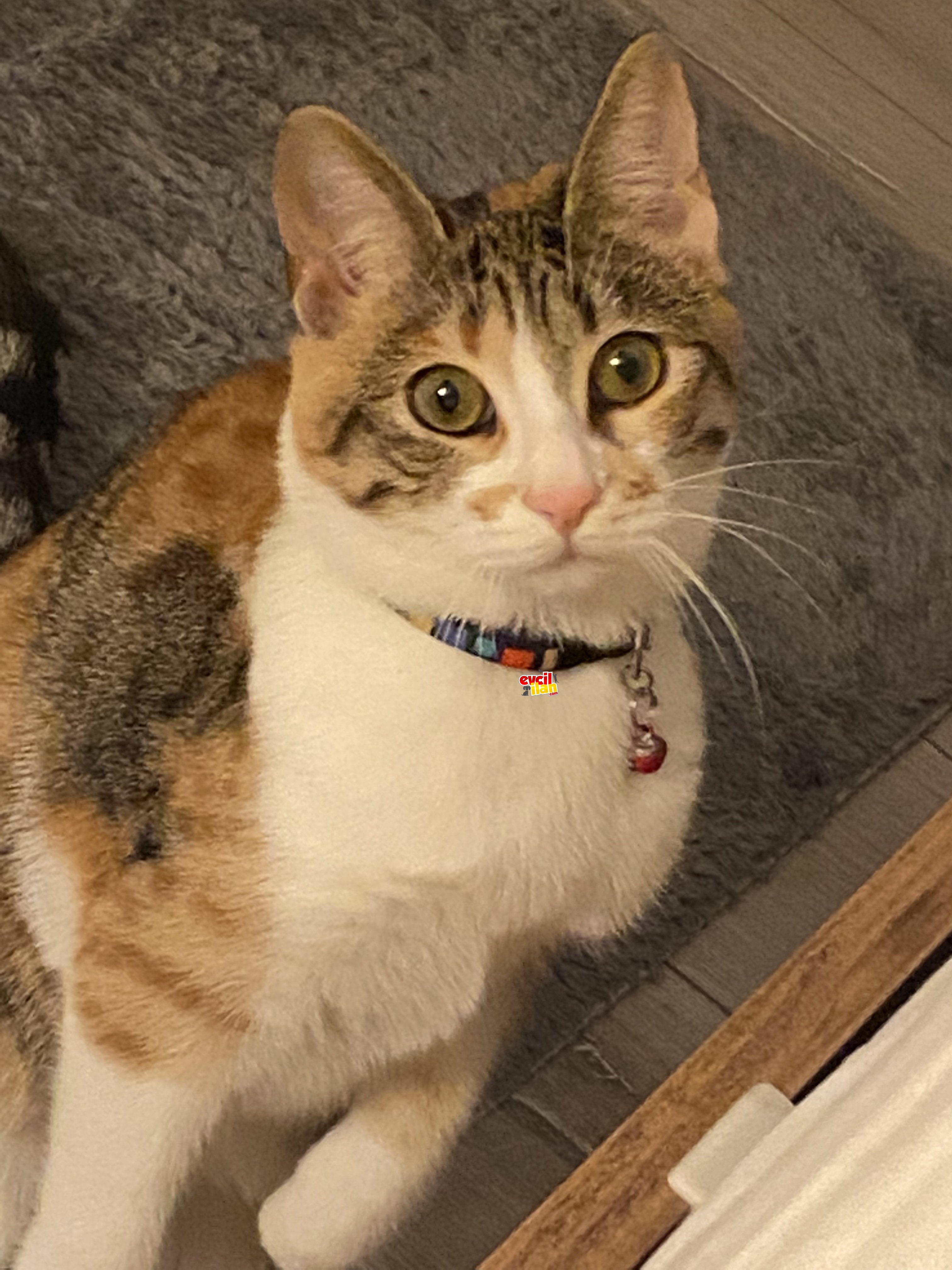 DÜNYA TATLISI MIRMIRIMIZ