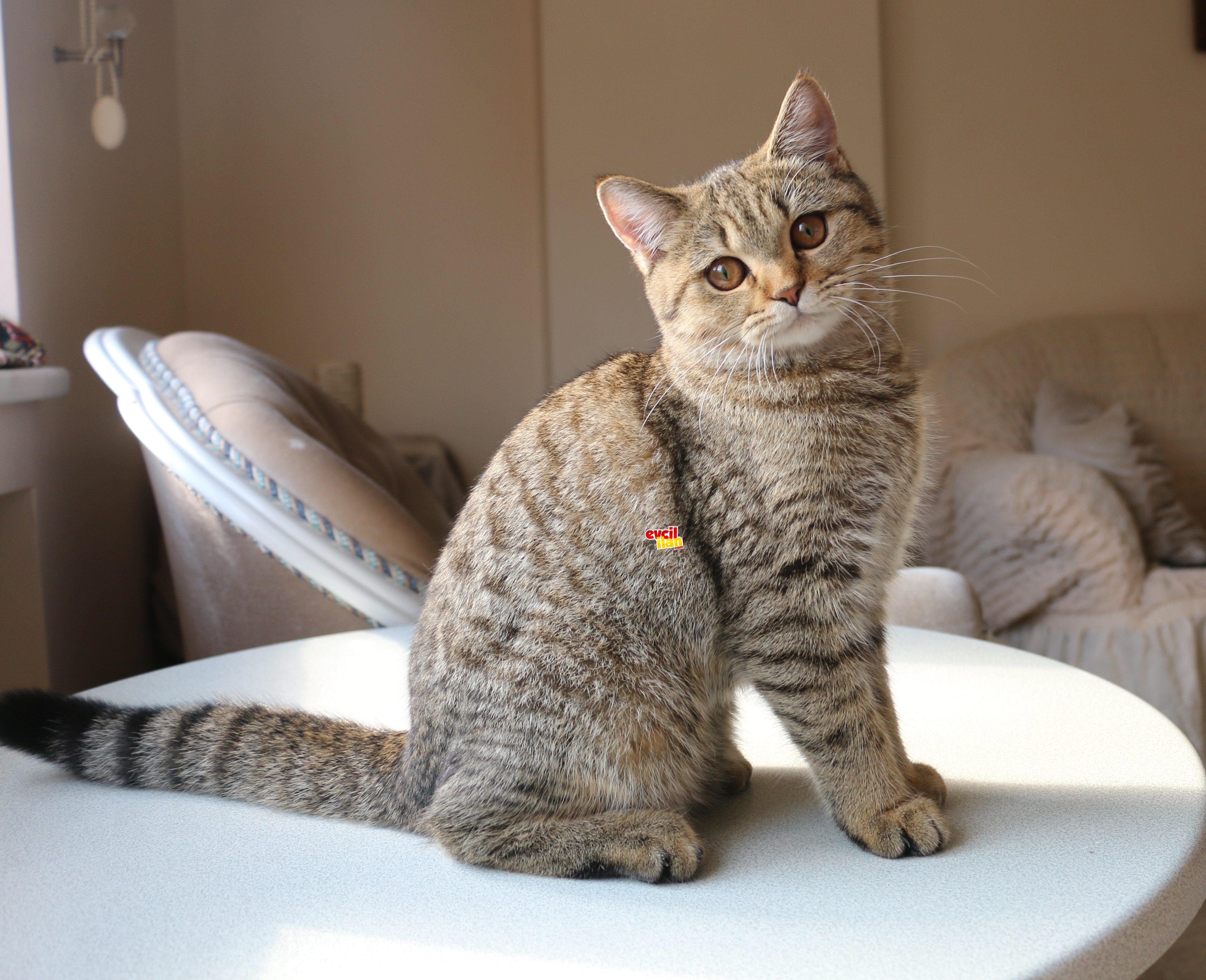 Dünyalar Güzeli British Shorthair