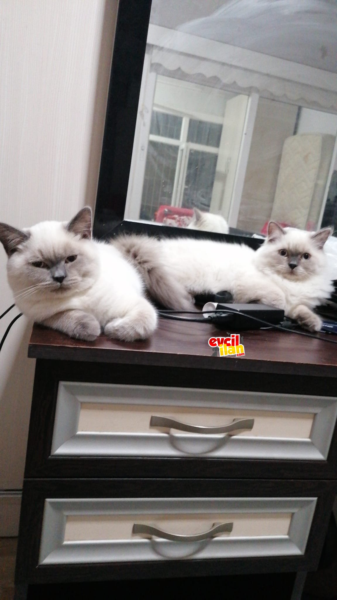 Dünyalar tatlısı 2 bluepoint yavrumuz yuva arıyor