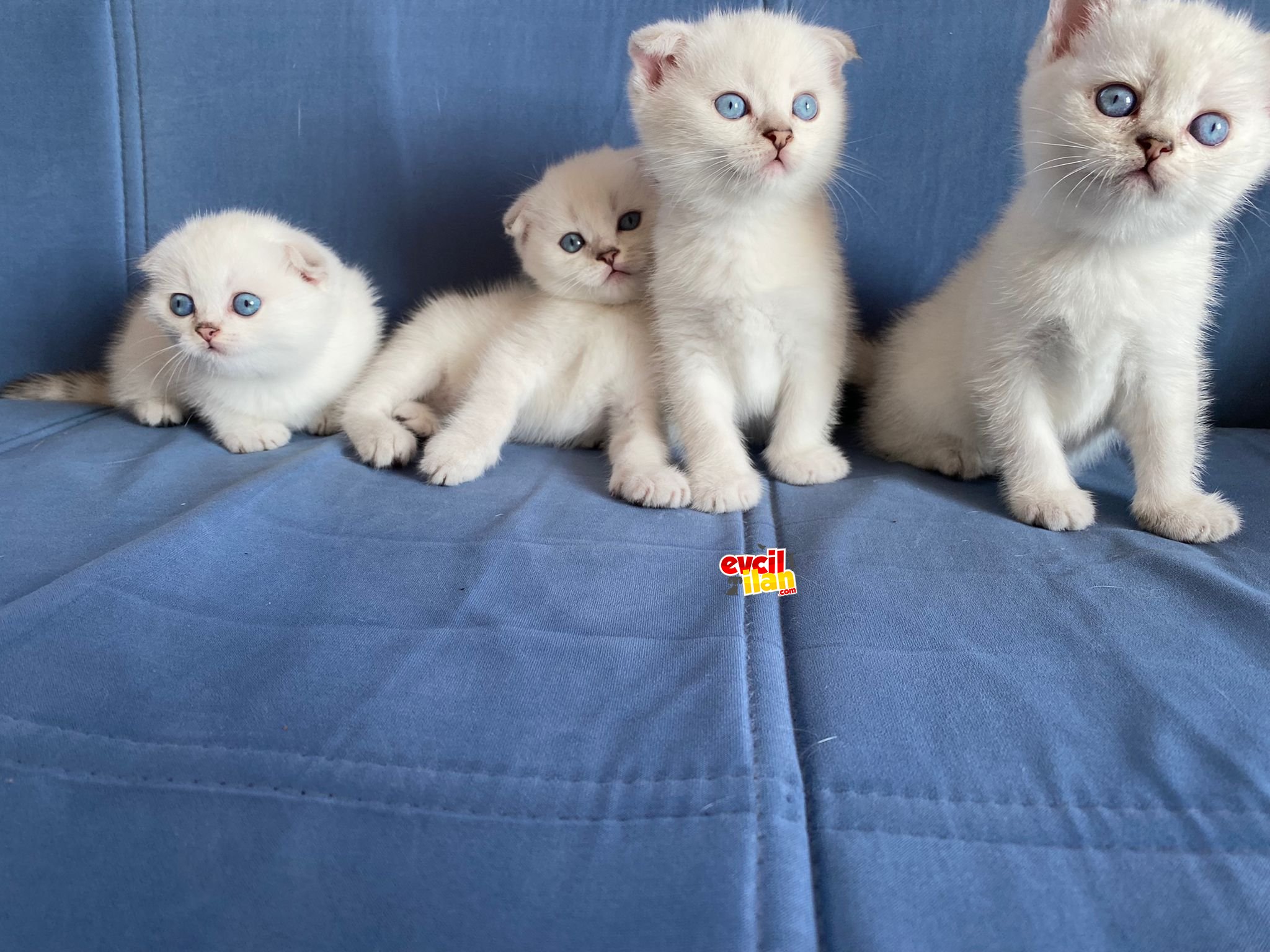 Dünyalar Tatlısı 4 Yavru