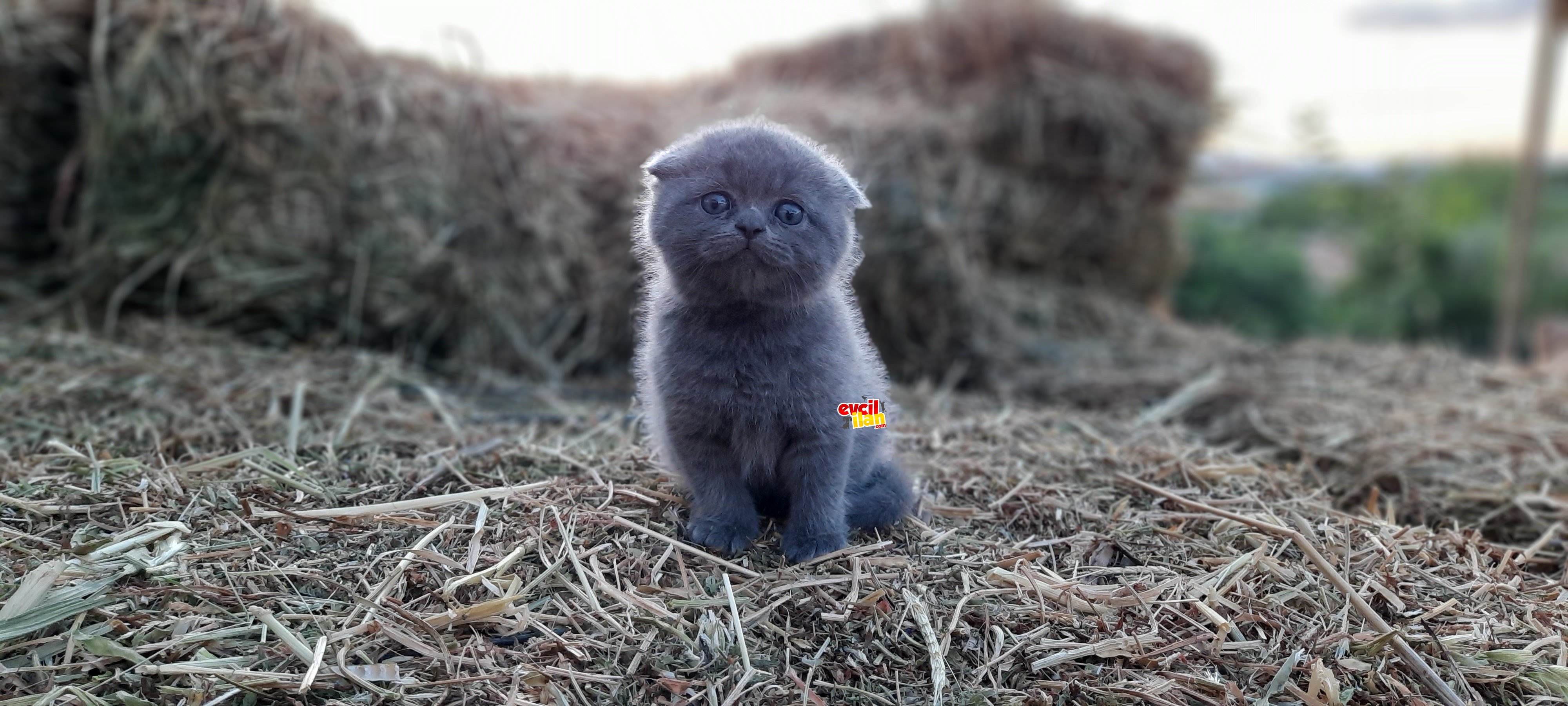 DÜNYALAR TATLISI İKİ BEBEK