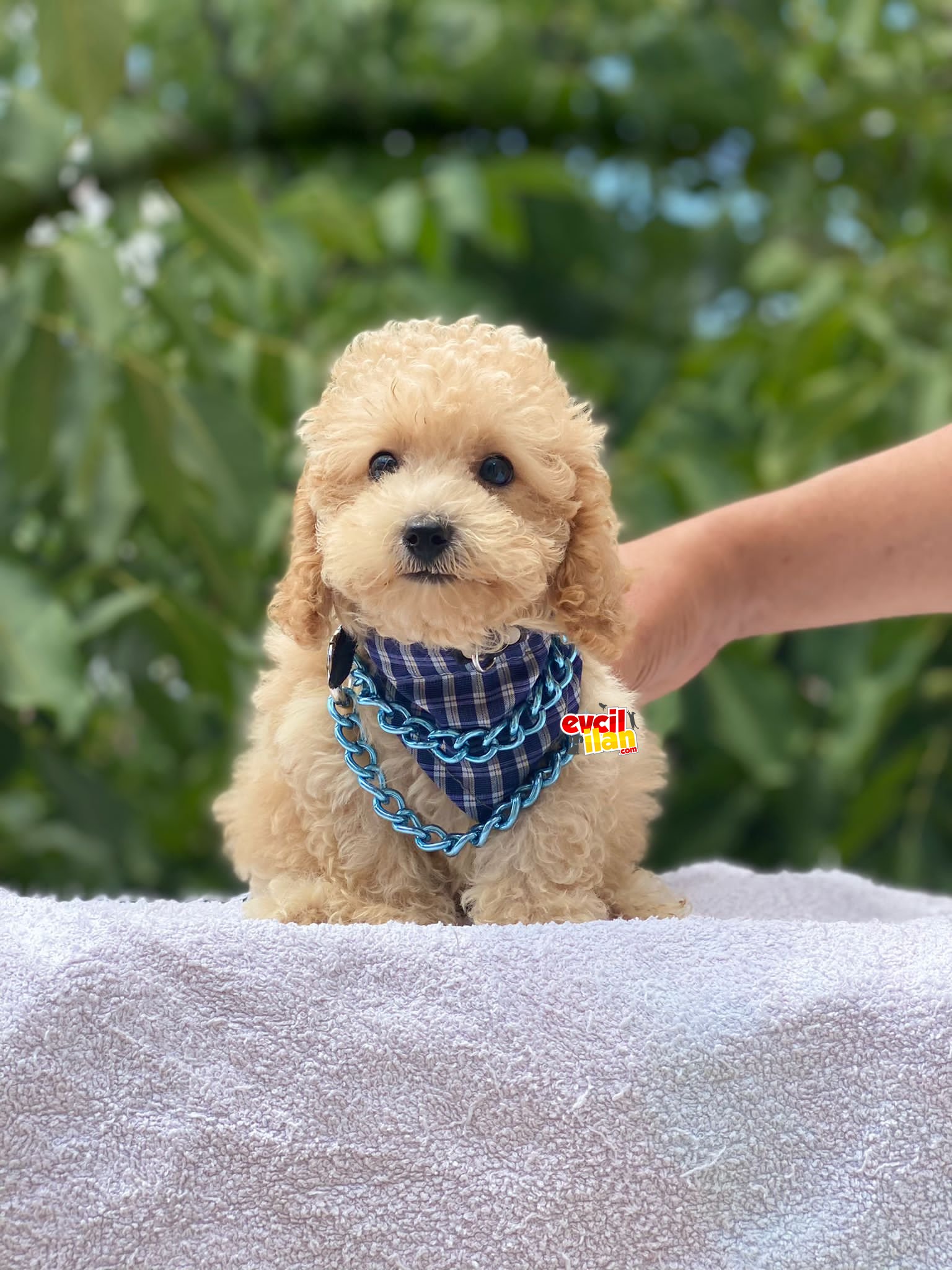 Dünyalar Tatlısı Toy Poodle Yavrumuz 