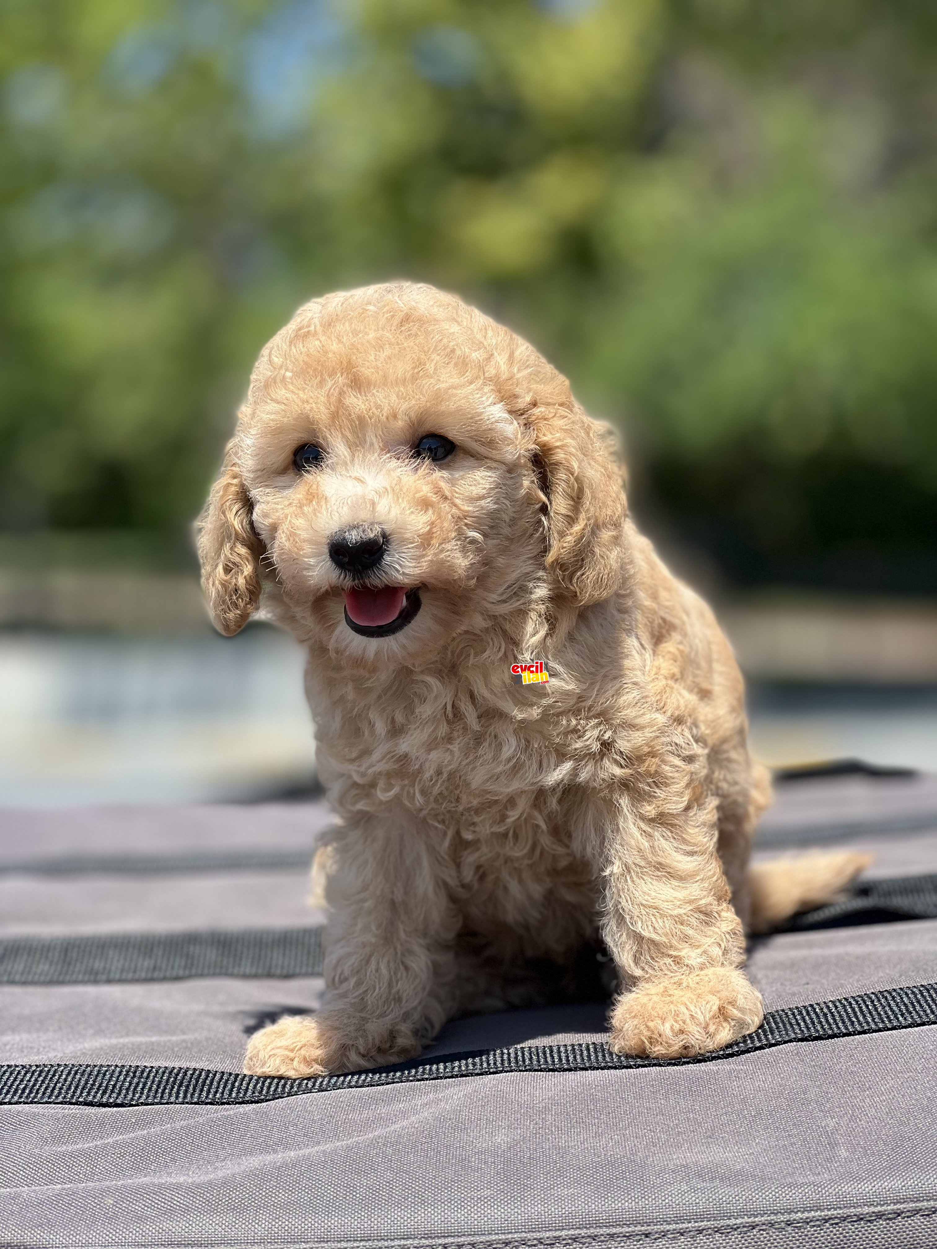 Efsane Guzellikte Toy Poodle Bebekler