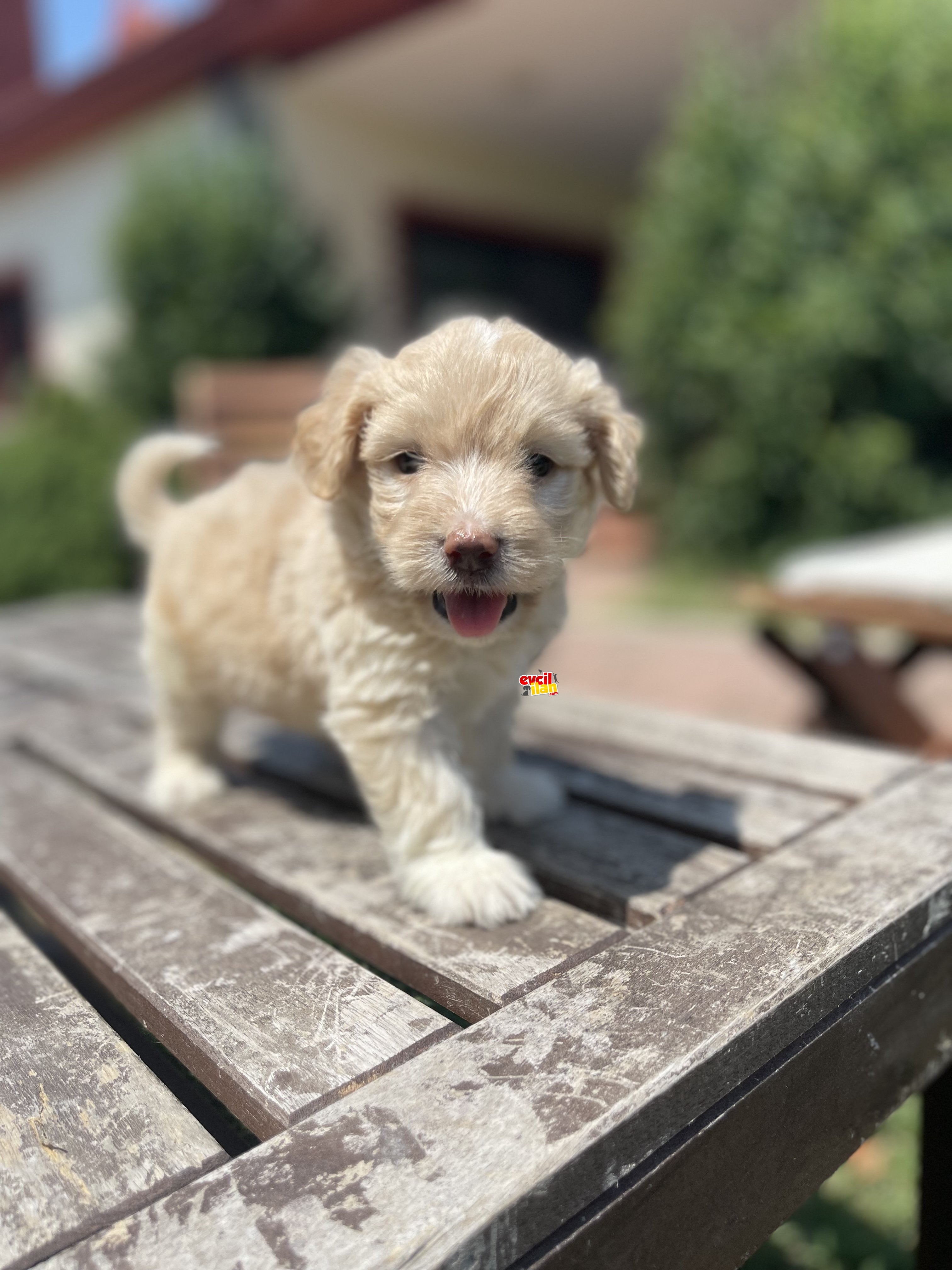 Efsane Orjinal Maltipoo Yavrularimiz