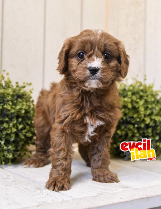 Efsane Particolor Maltipoo Yavrular