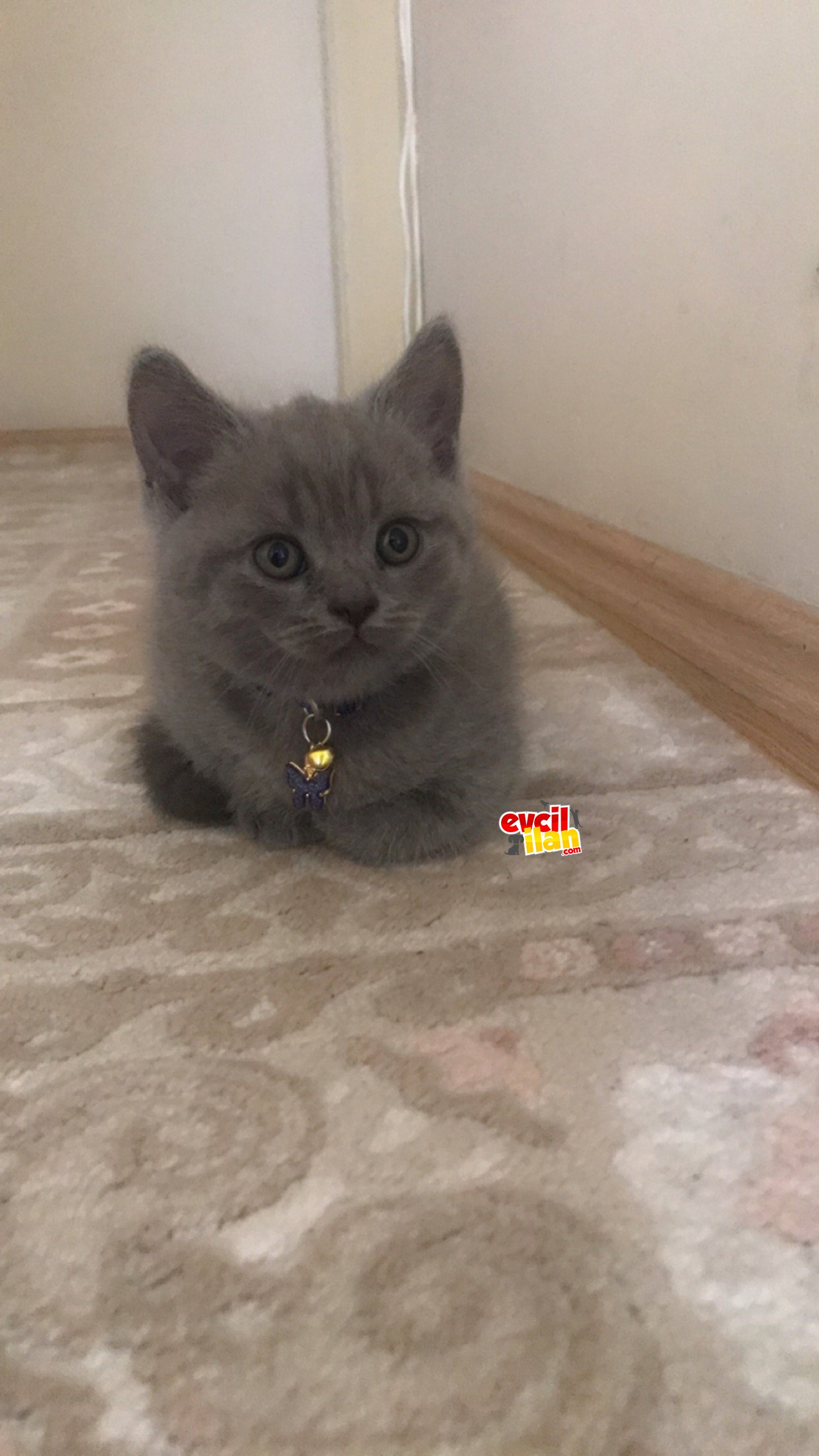 Eğitimleri tam. Saf kan oyuncu pati