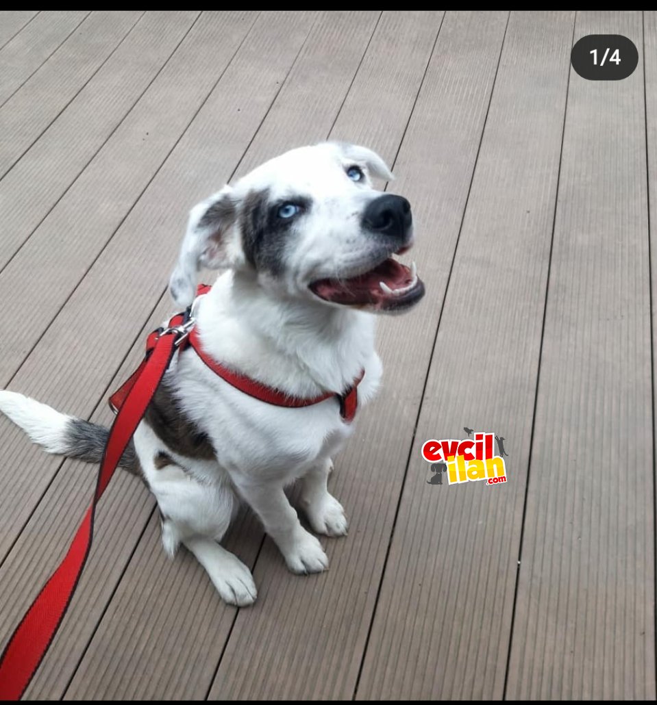 Eğitimli 8 buçuk aylik border collie mix