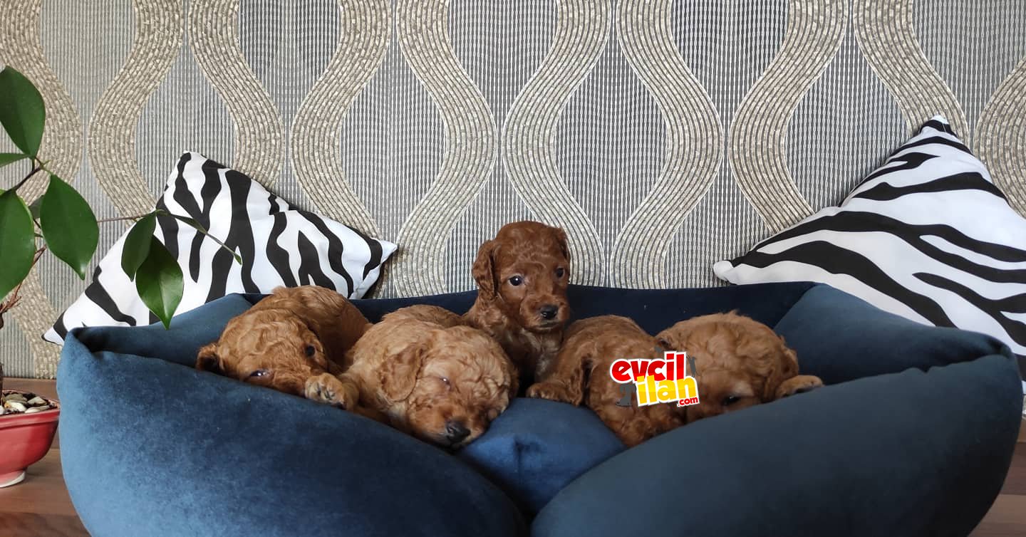 EĞİTİMLİ ANNEDEN TOY POODLE BEBEKLER