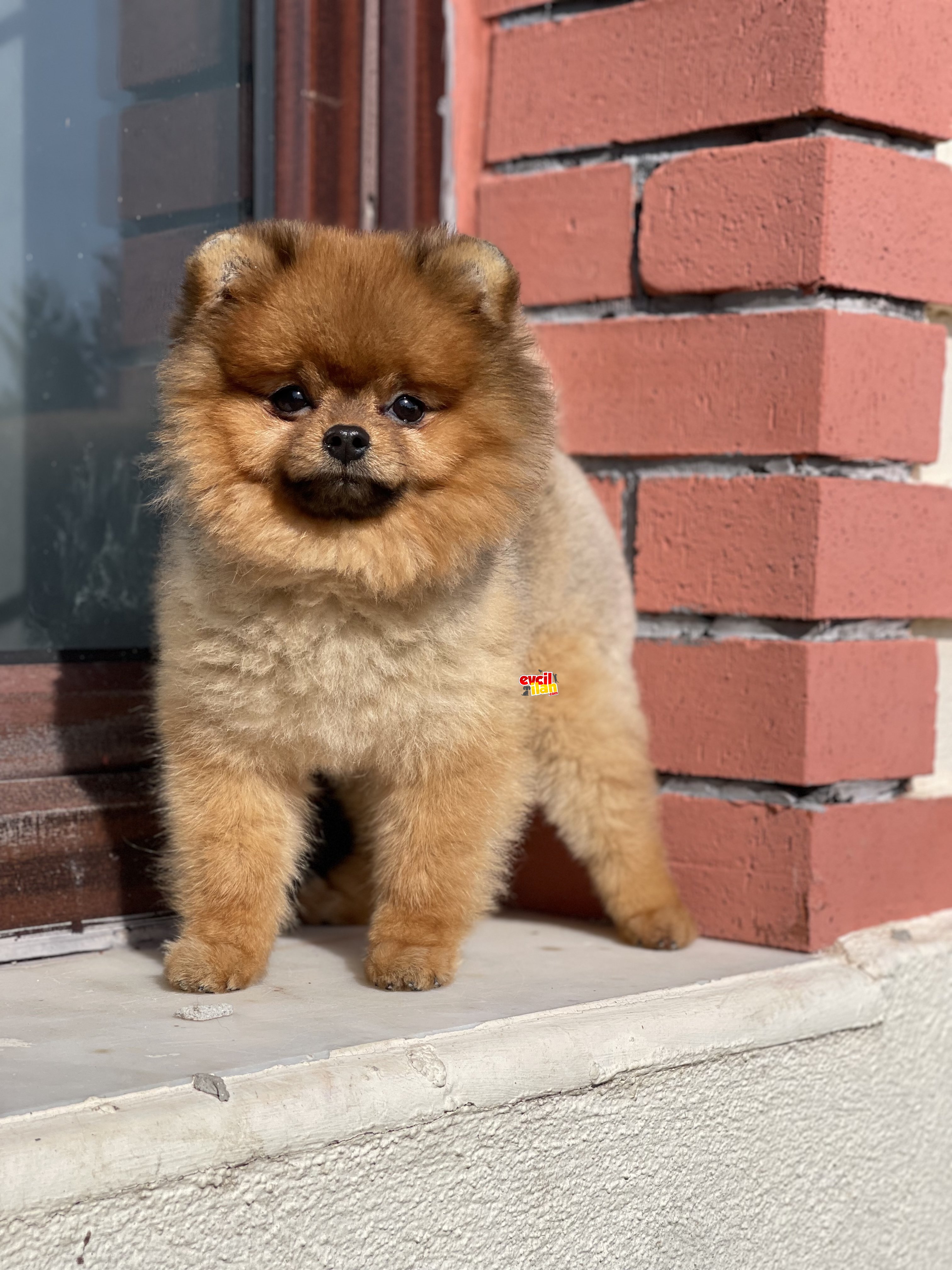 Eğitimli boo ayı surat pomeranian yavrumuz 