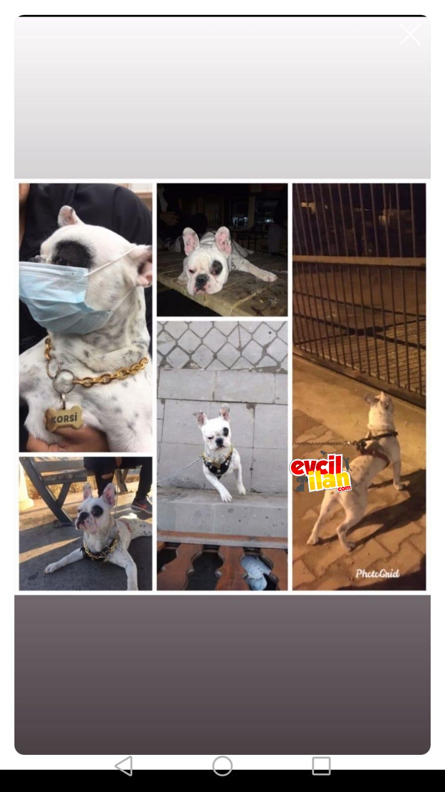 Eğitimli french buldog