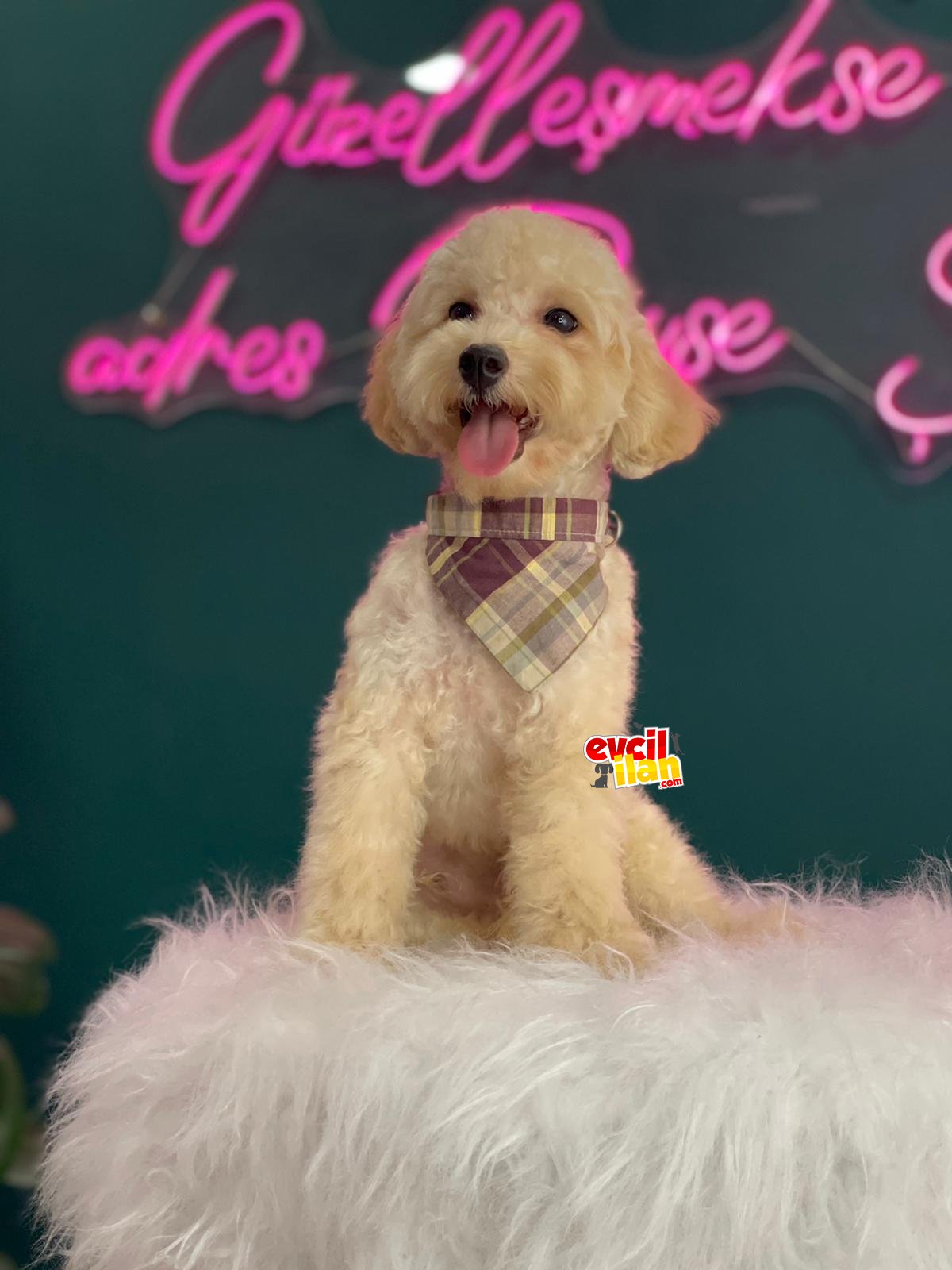 Eğitimli pasaportlu toy poodle yavrumuz 2 kg geçmeyecek