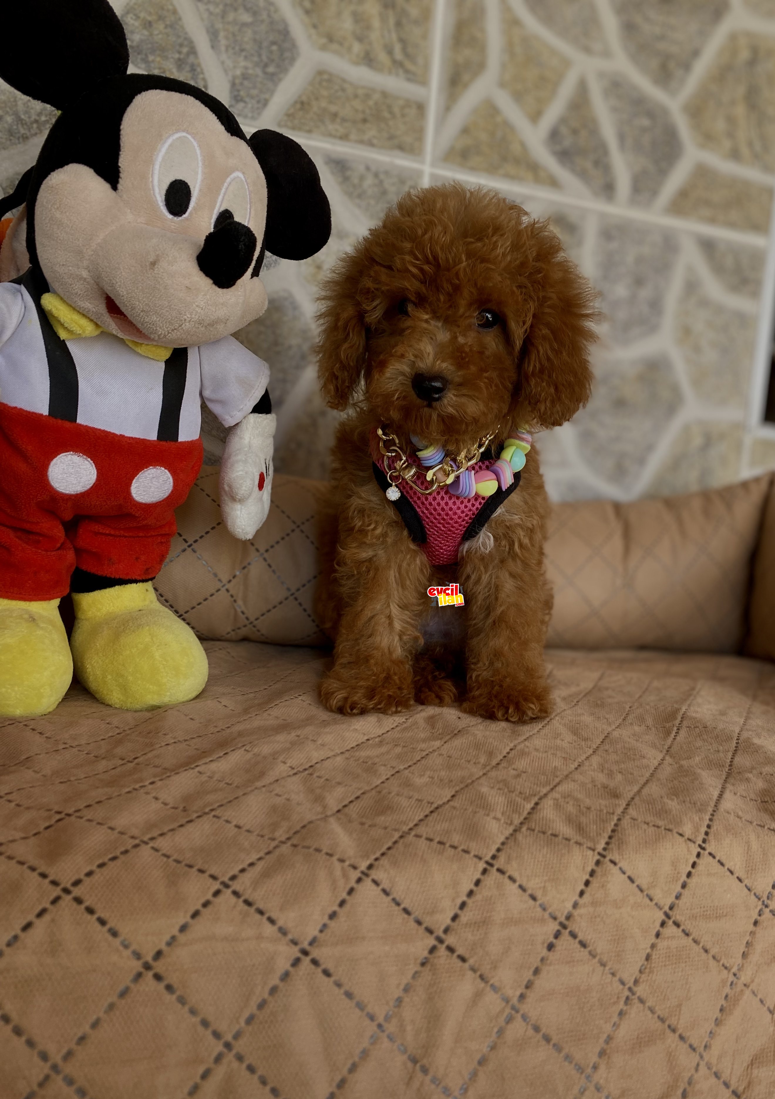 EĞİTİMLİ RED TOY POODLE YAVRULAR 