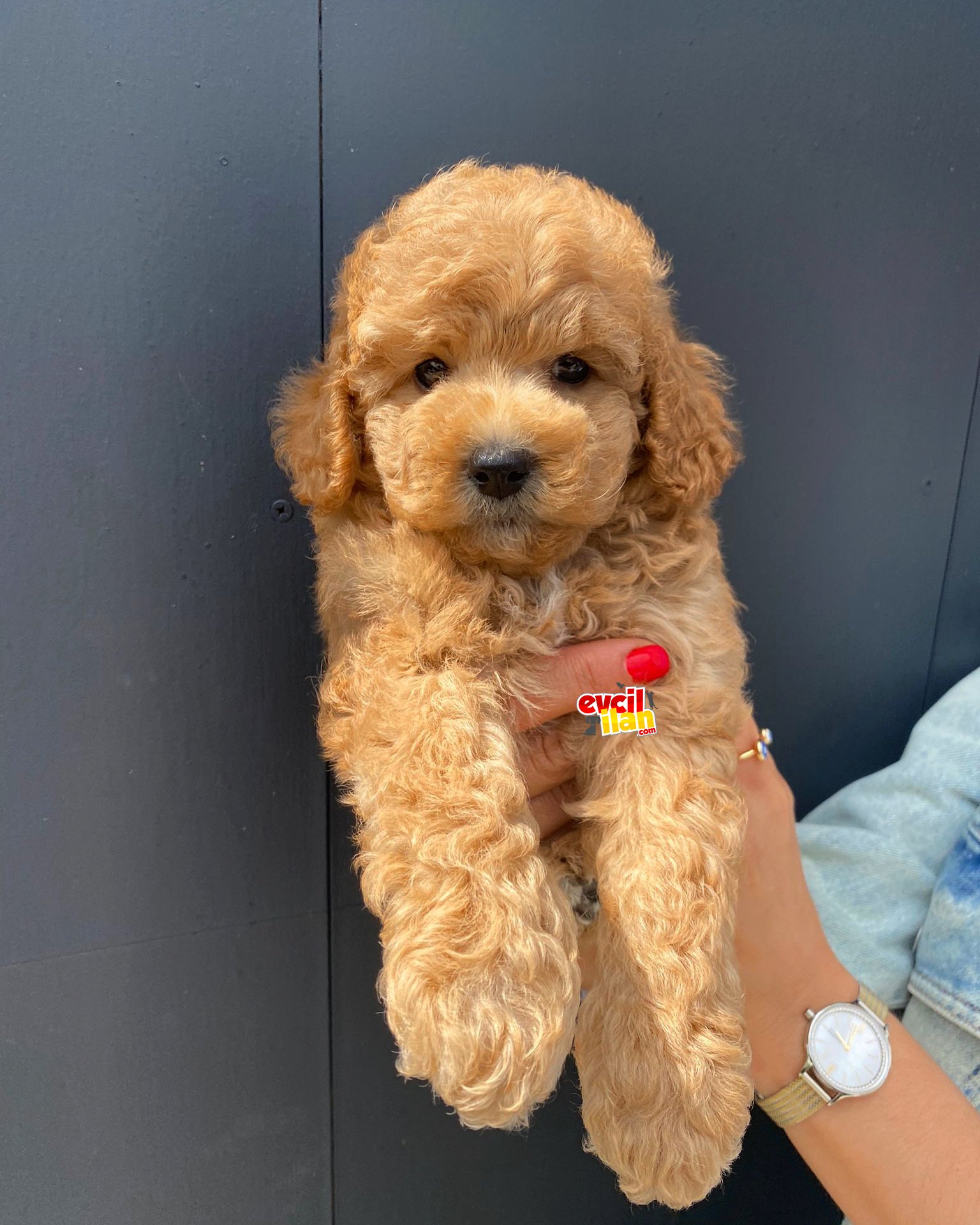 EĞİTİMLİ TOY POODLE YAVRULAR 