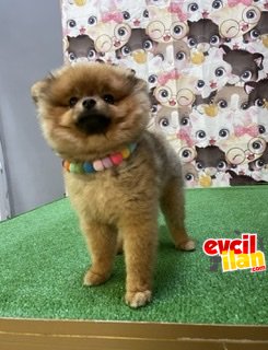 Eğtimli teddy bear 1,5 2 kg pomeranian boo