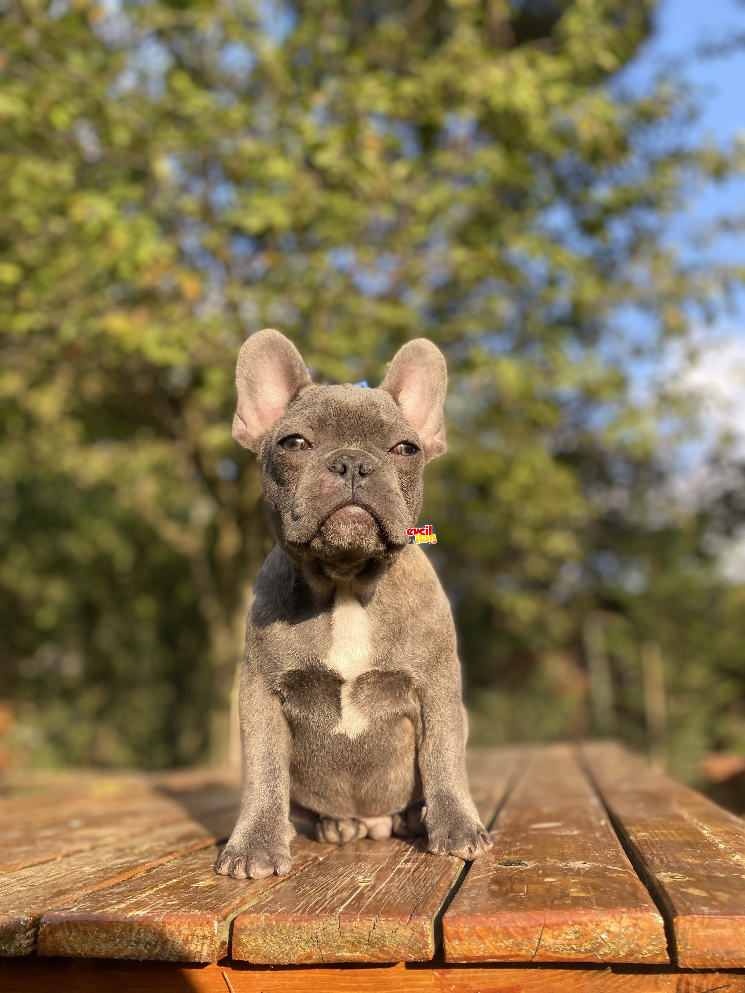 EGZOTİK BLUE FRENCH BULLDOG BEBEĞİMİZ