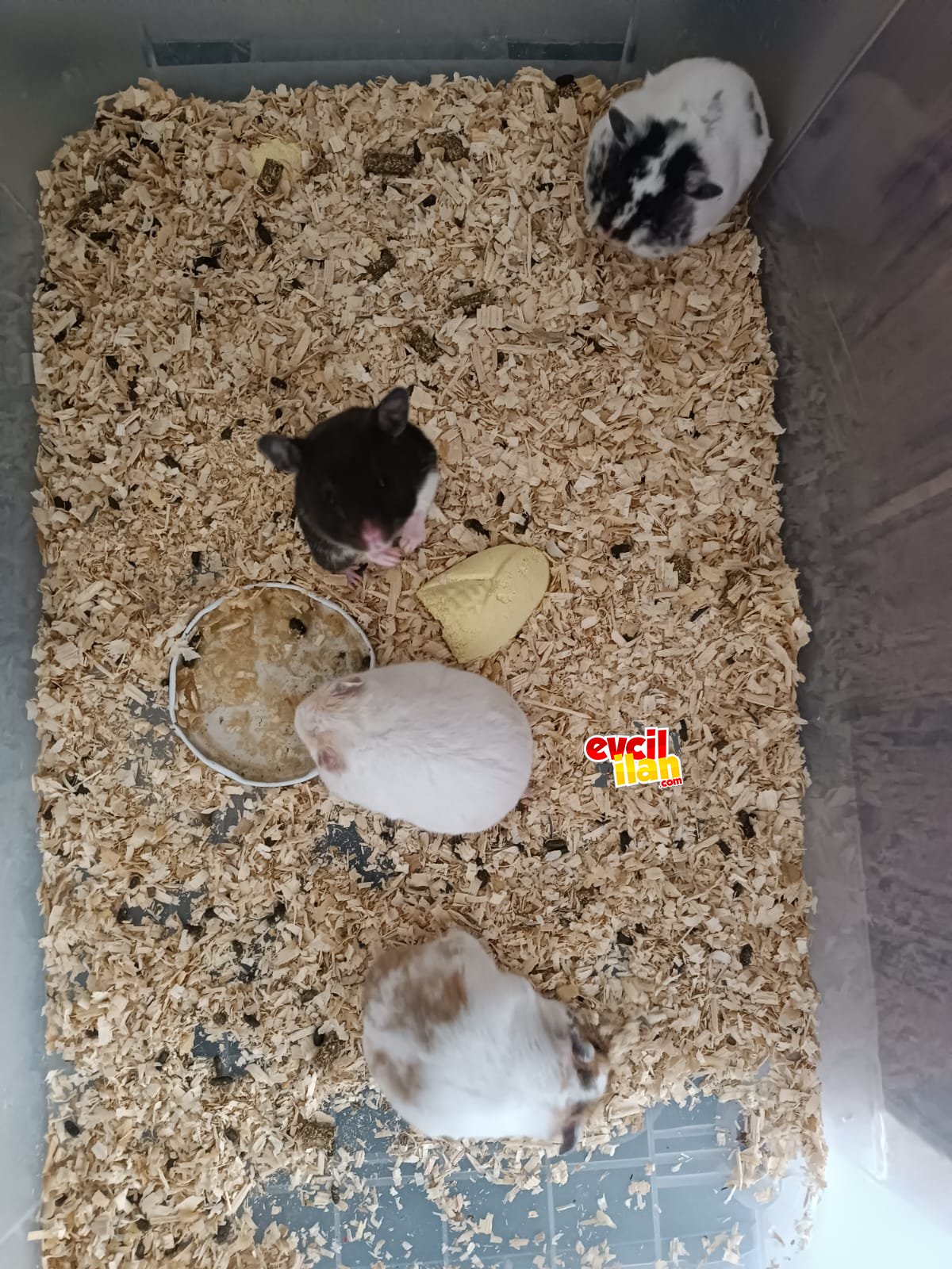 Ele alışık yavru verecek yaşagelmiş 3aylık hamsterler