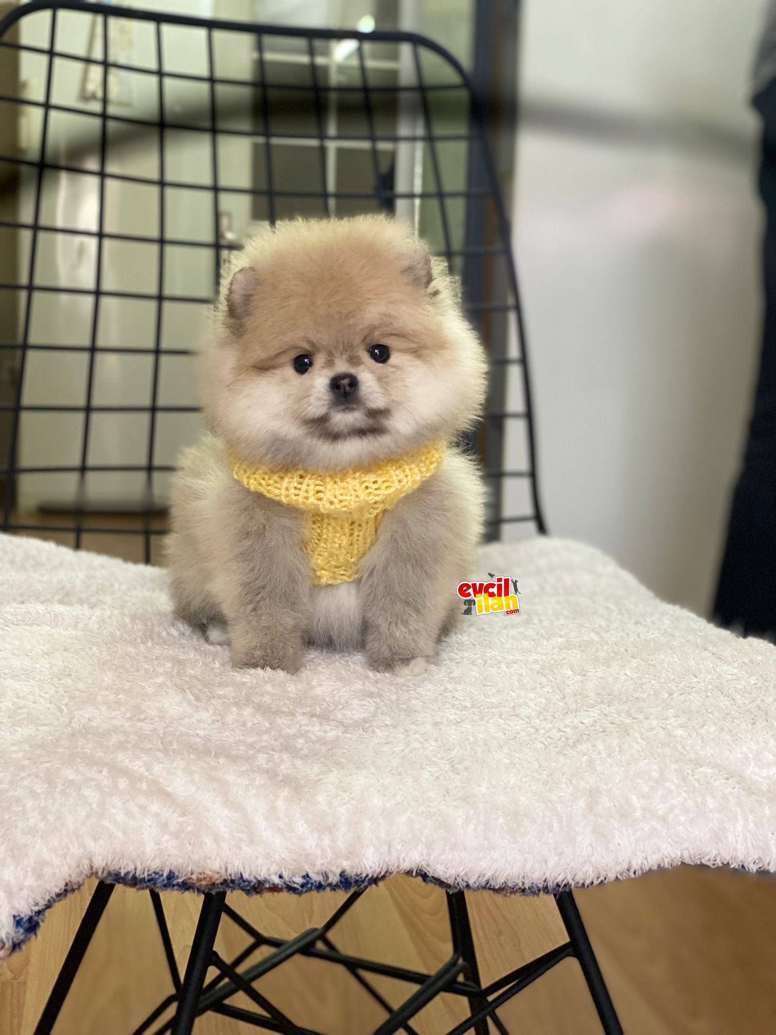 En Güzel Pomeranian Boo Yavrularımız
